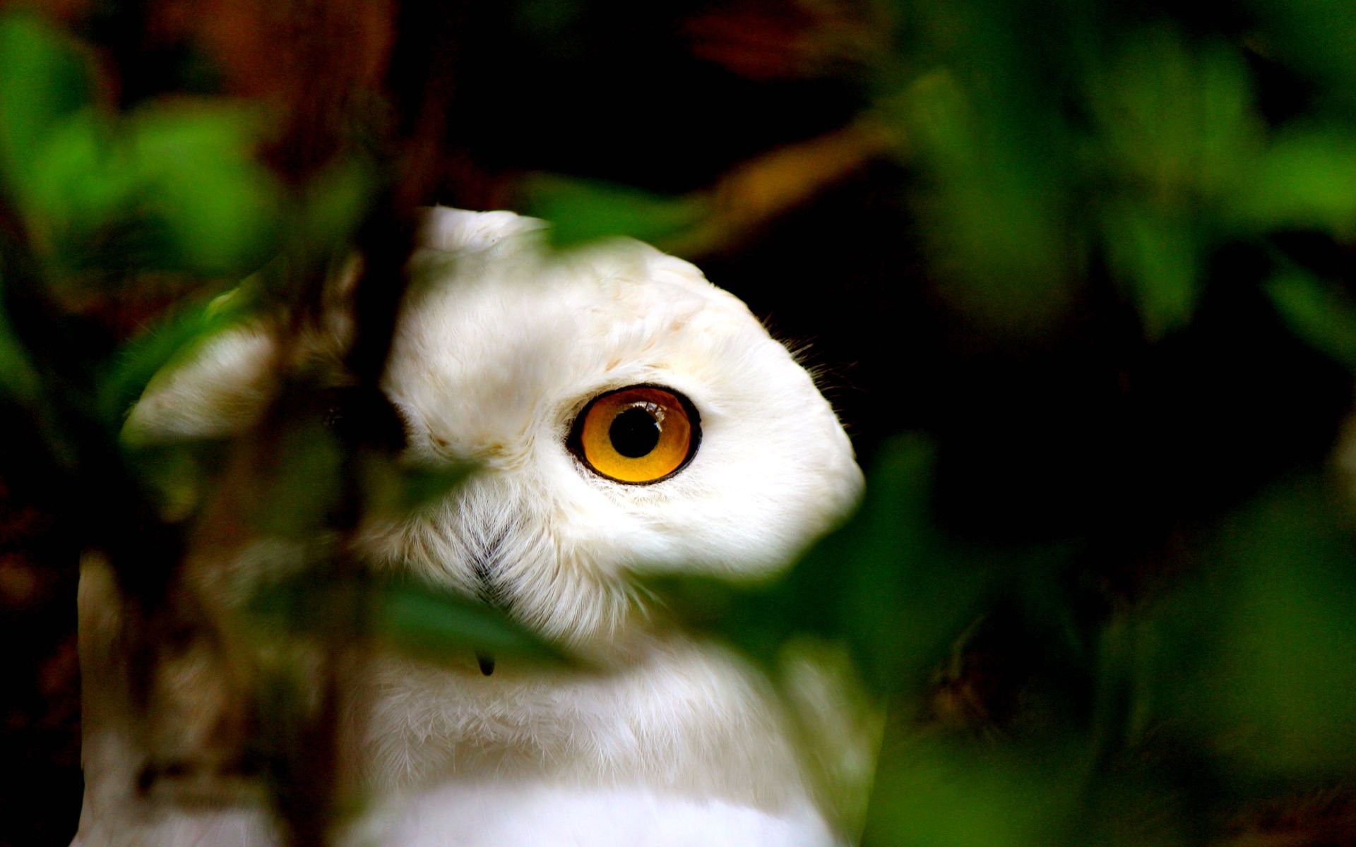 1920x1200 HD Wallpaper | Background ID:313302.  Animal Snowy Owl