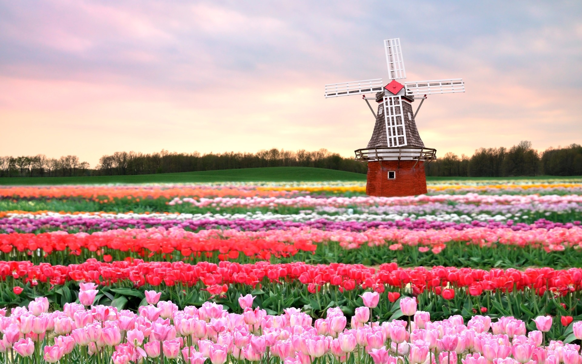 1920x1200 Flowers mill field tulips pink spring flowers architecture wallpaper |   | 69028 | WallpaperUP