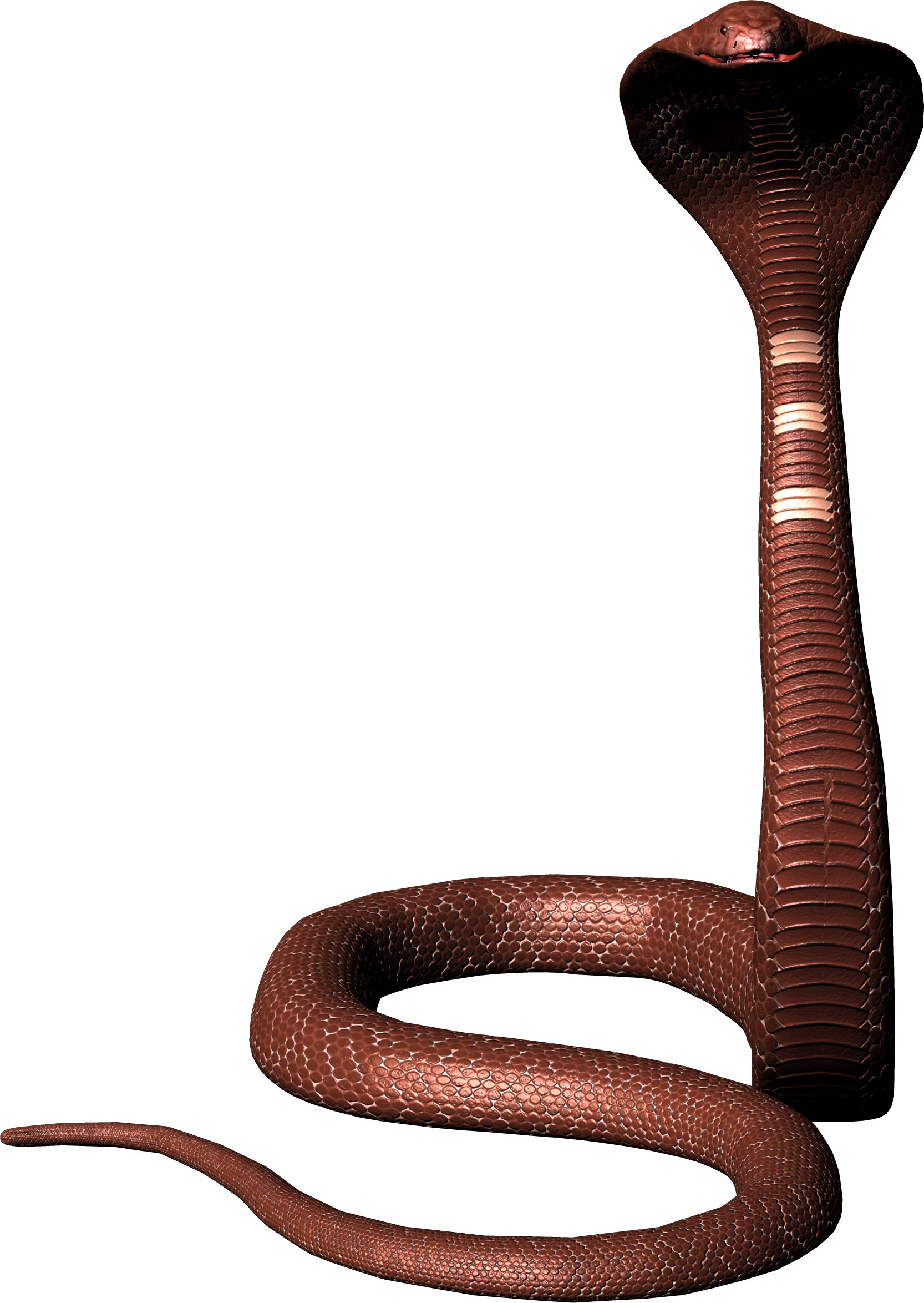 1666x2348 Cobra snake PNG image, free download picture | Ãllatok2 | Pinterest | Cobra  snake, Snakes and Snake