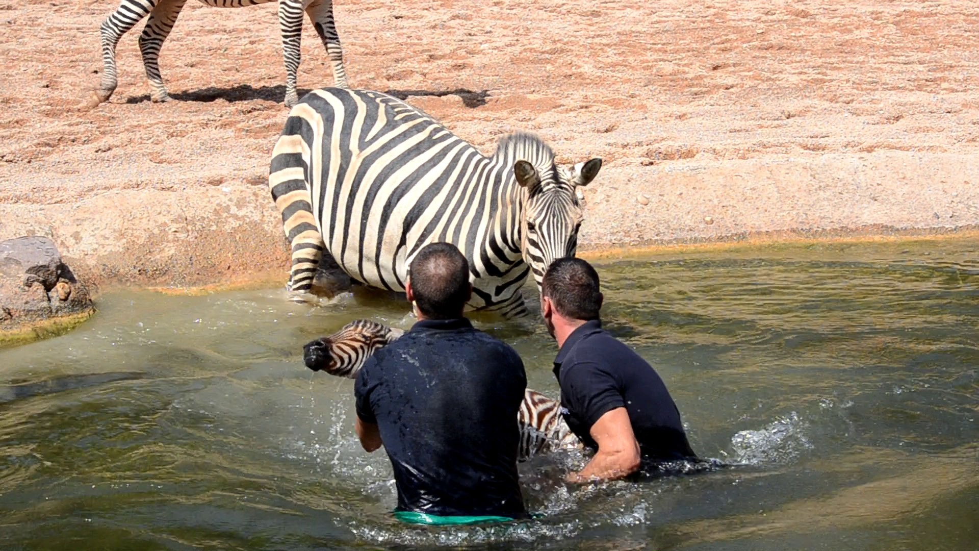 1920x1080 BIOPARC keepers save baby zebra from drowning