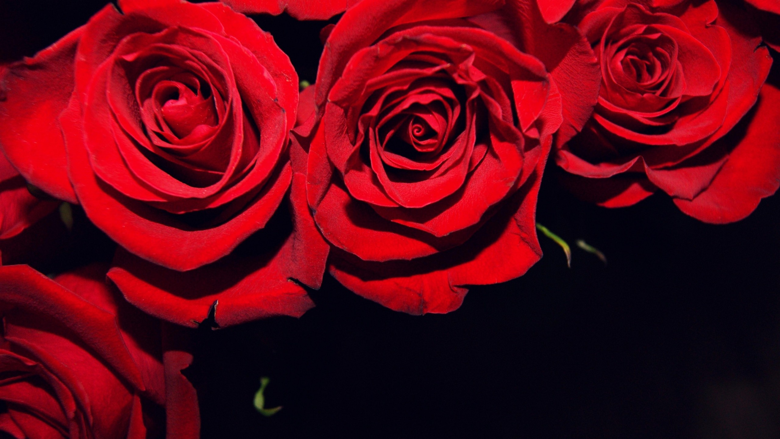 2560x1440 Roses Black Background wallpaper