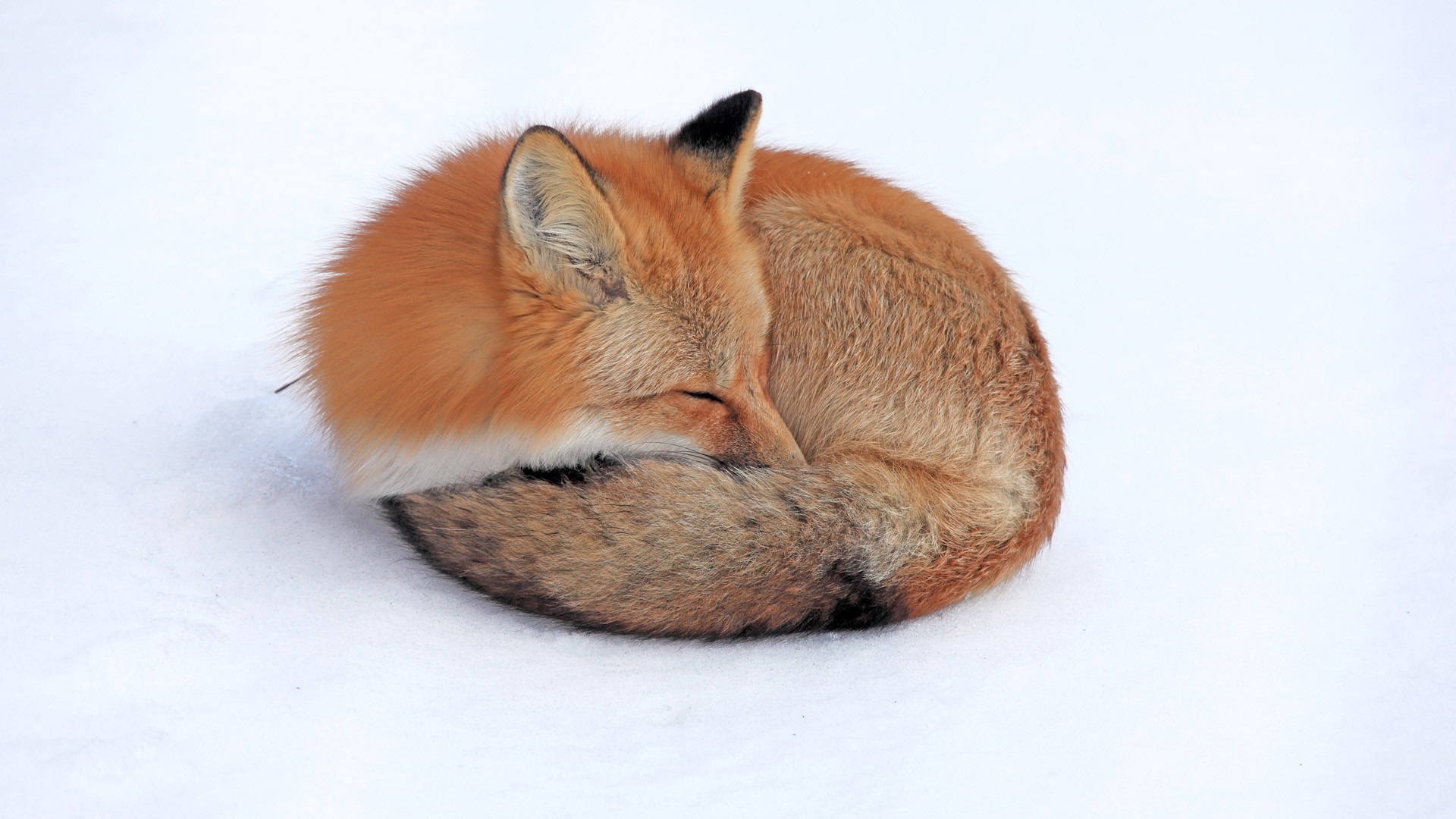 1920x1080 Animals Firefox Foxes Nature Red Snow Yukon