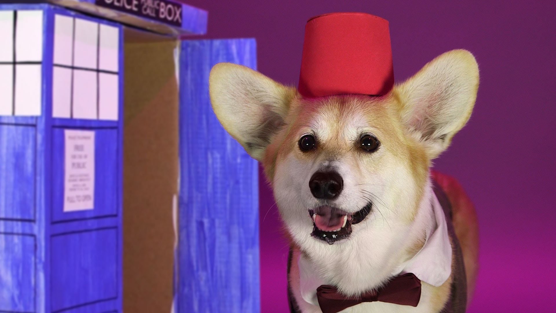 1920x1080 Welsh Corgis: Welsh Corgi Dressed at the 12 Doctors from Doctor Who Will  Melt Your Heart - Anglotopia.net