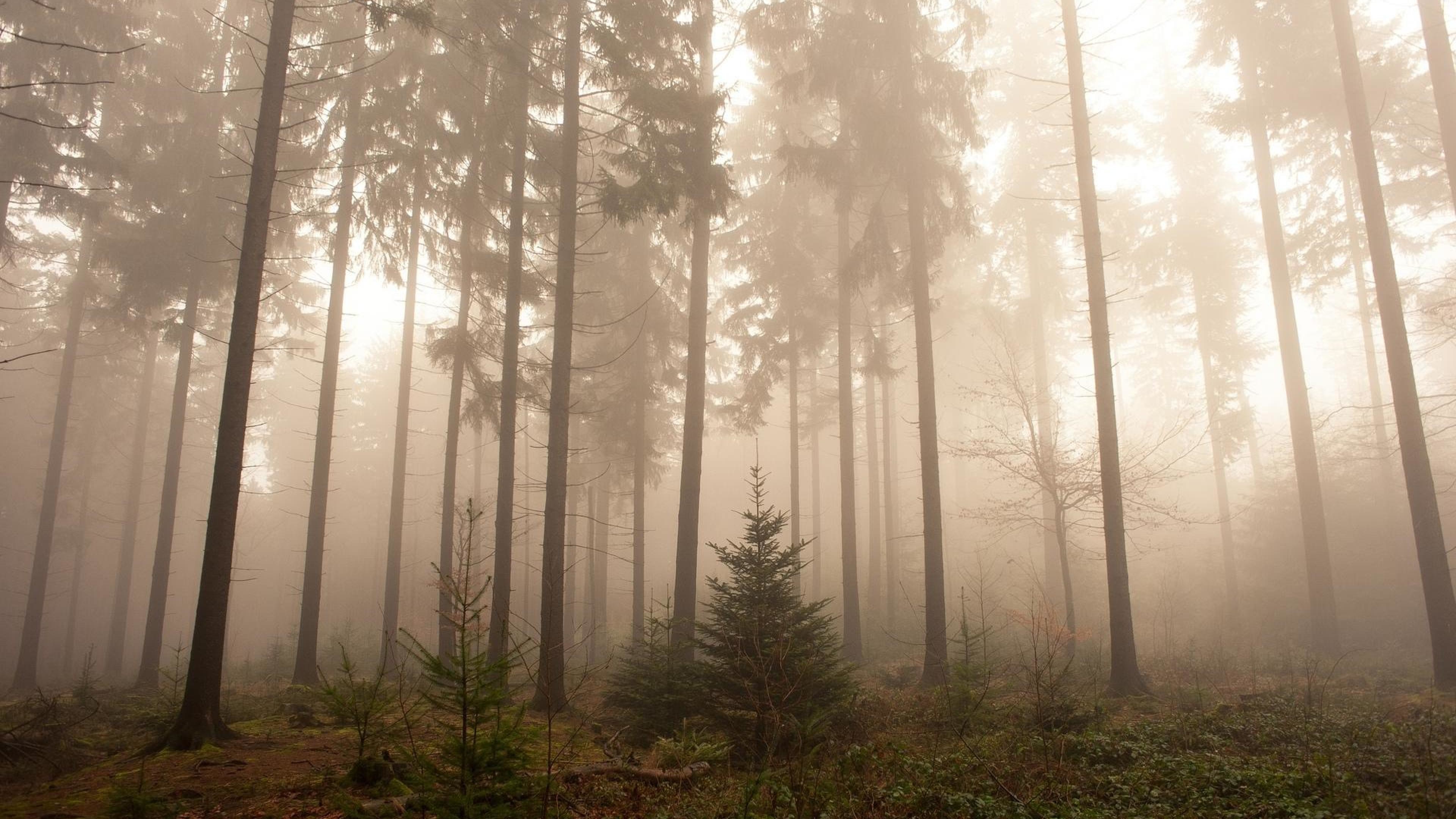 3840x2160 wallpaper.wiki-Nature-Foggy-Forest-Wallpapers-PIC-WPB004351