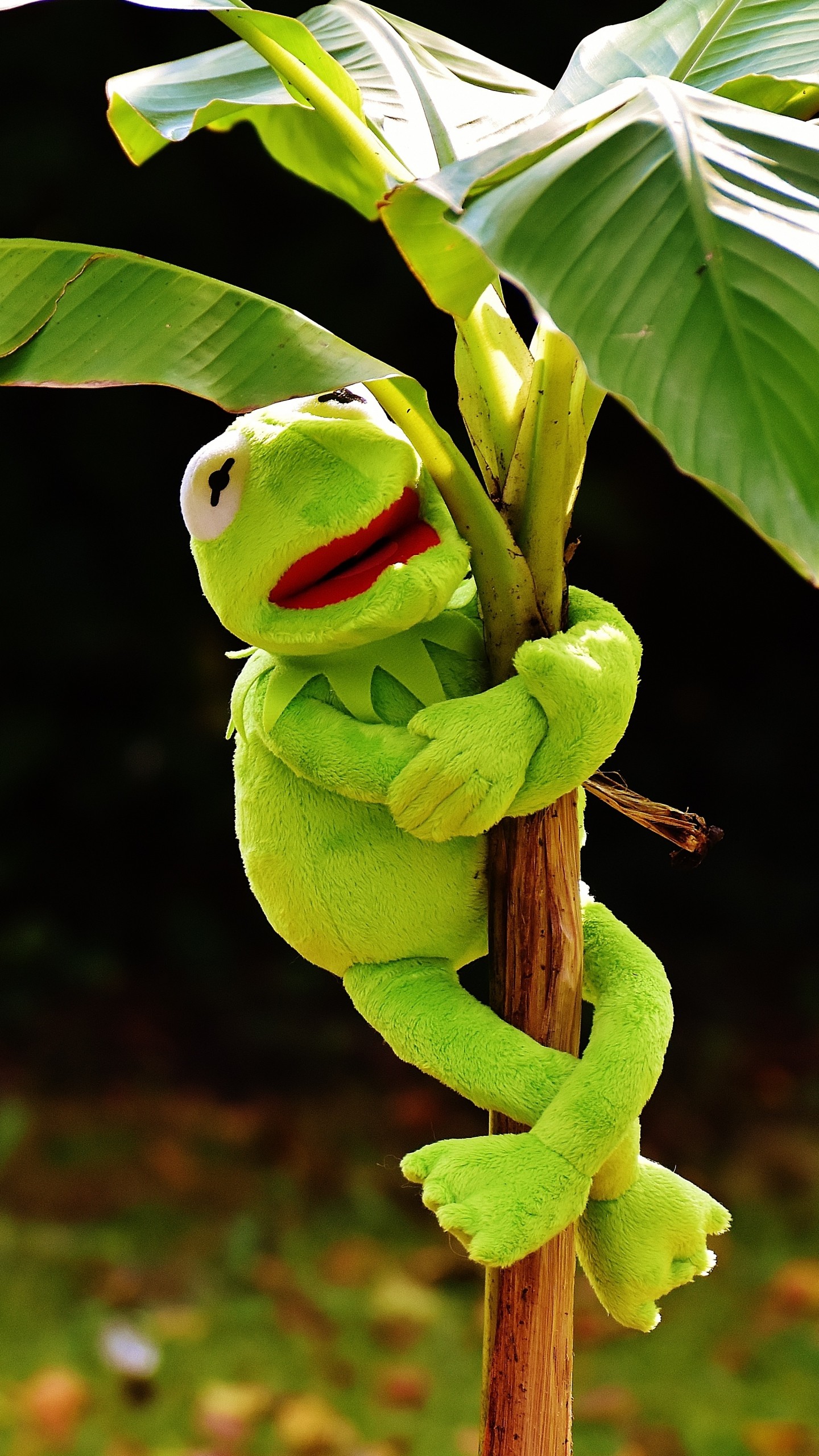 1440x2560  Wallpaper toy, kermit the frog, plant