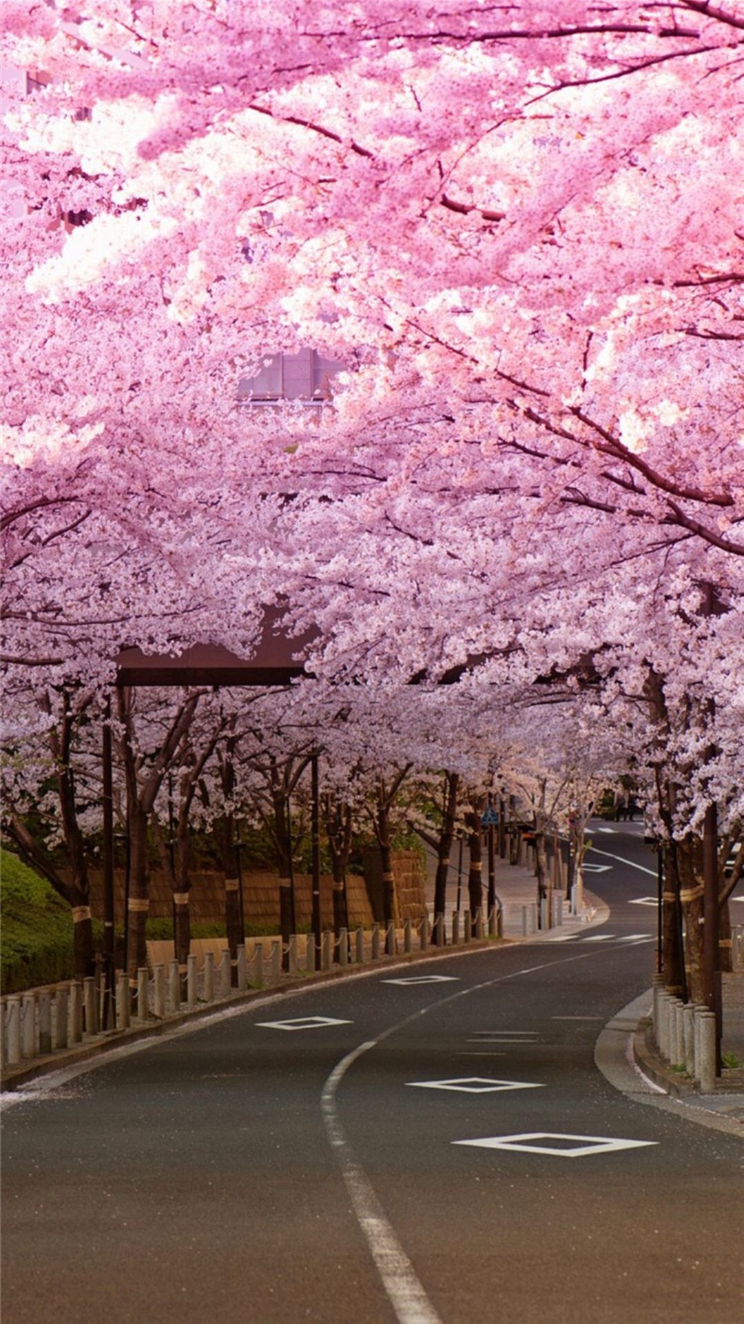 1080x1920 Bright Cherry Blossom Road