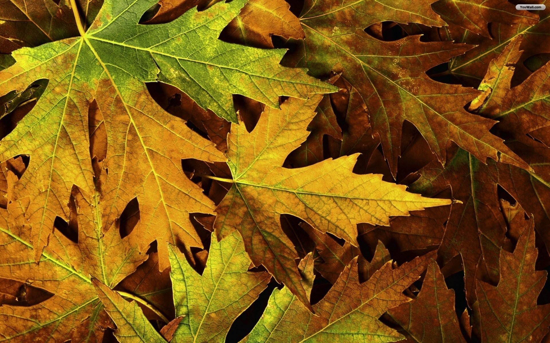 1920x1200 Autumn Leaves Wallpaper