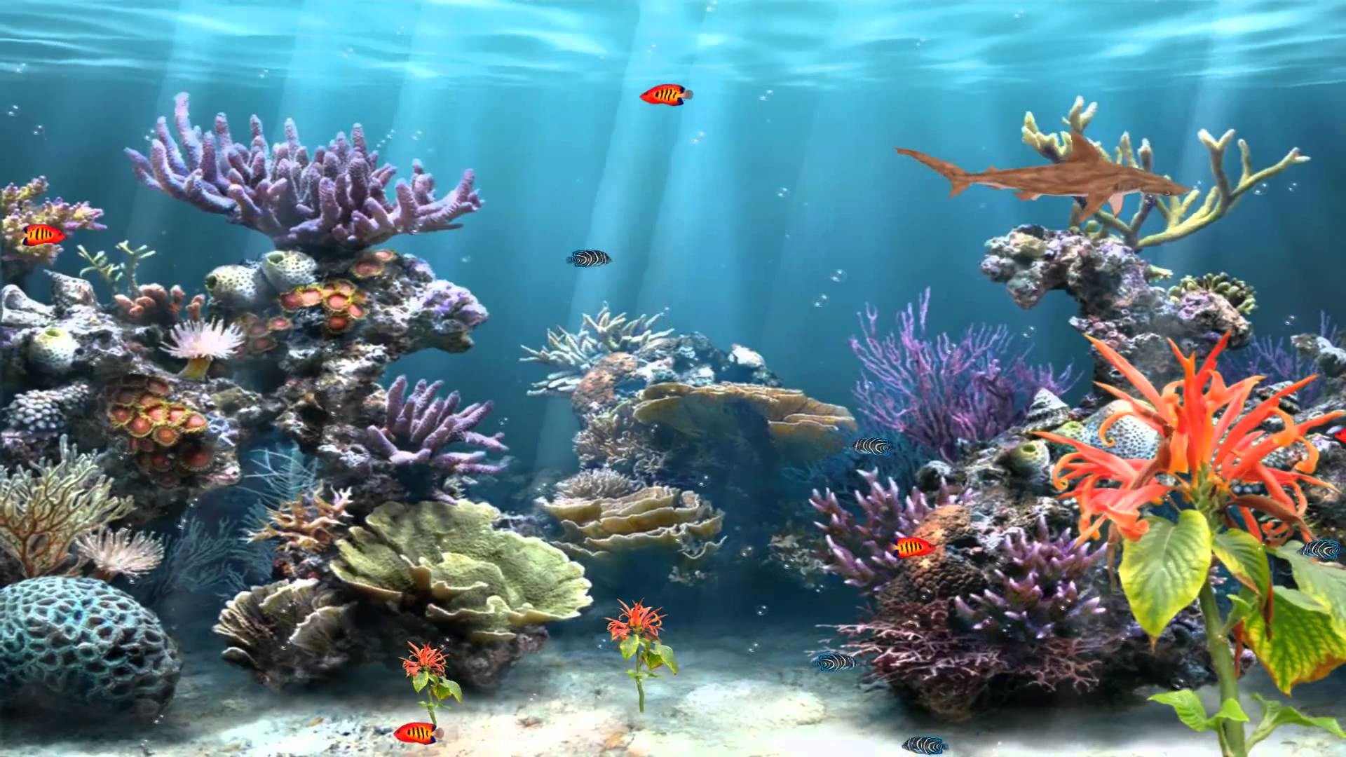 1920x1080 Coral Reef Aquarium Animated Motion Background