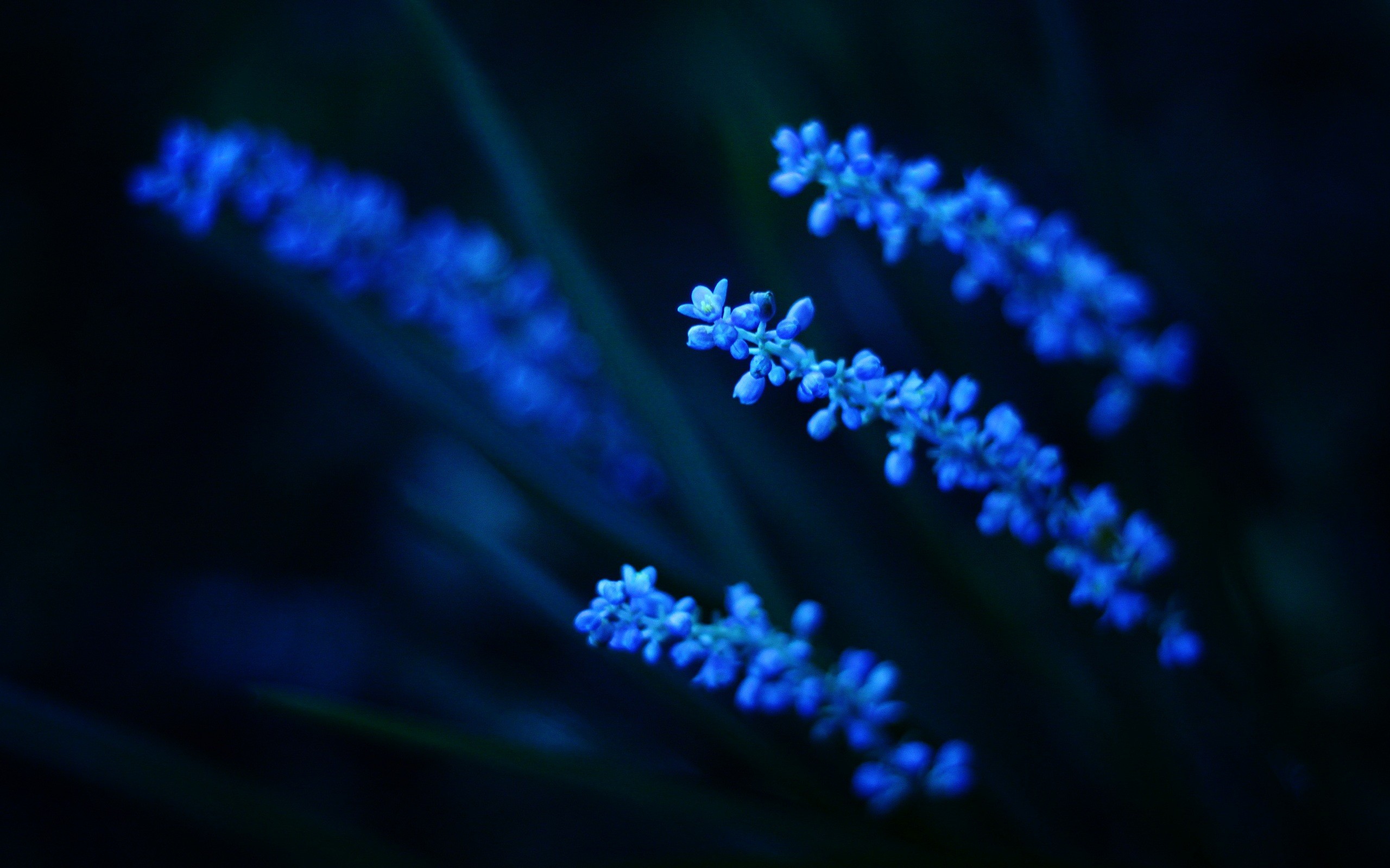 2560x1600 Dark-blue-wallpaper-flower