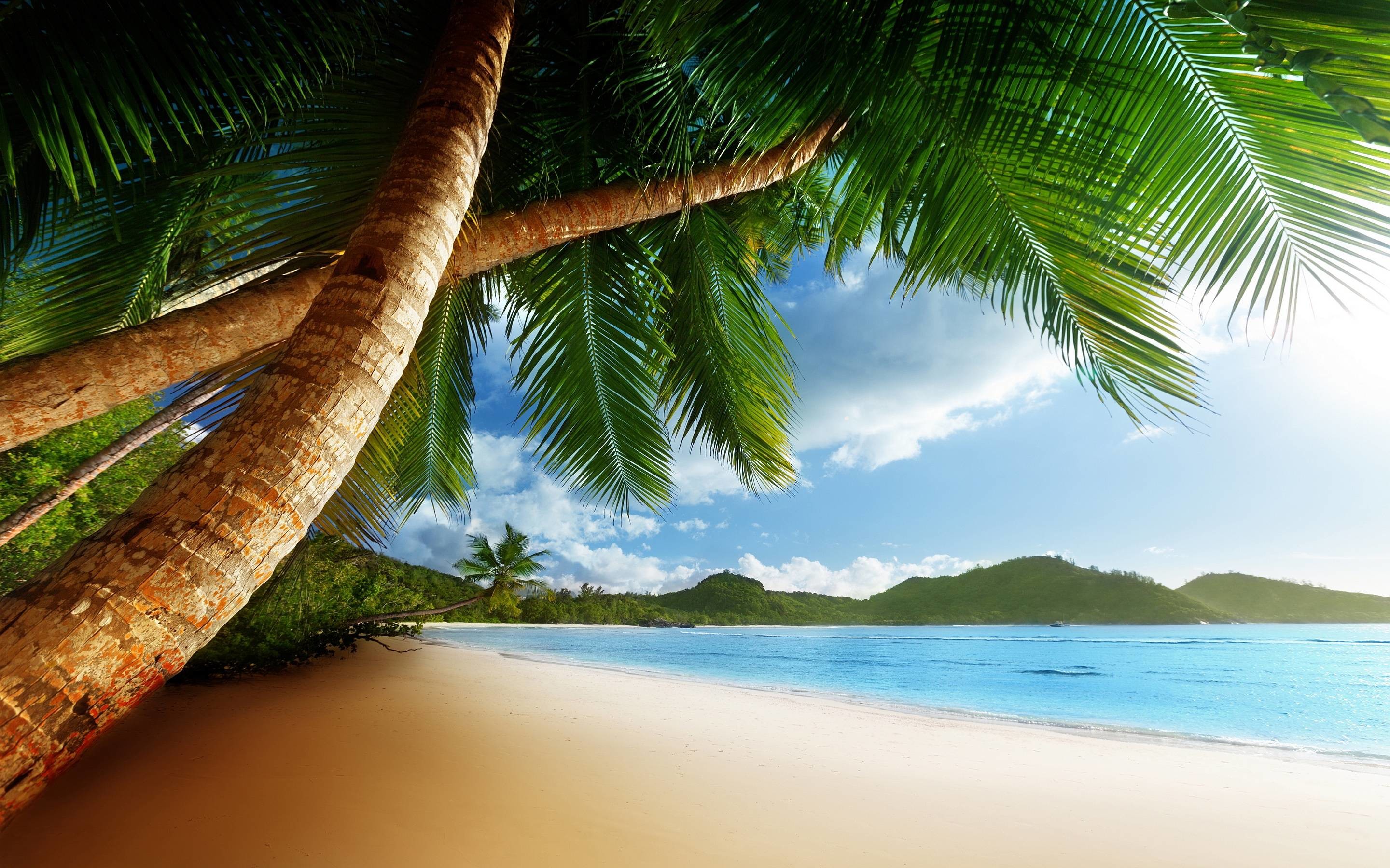 2880x1800 Palm Clean Beach Caribbean HD Free Wallpaper