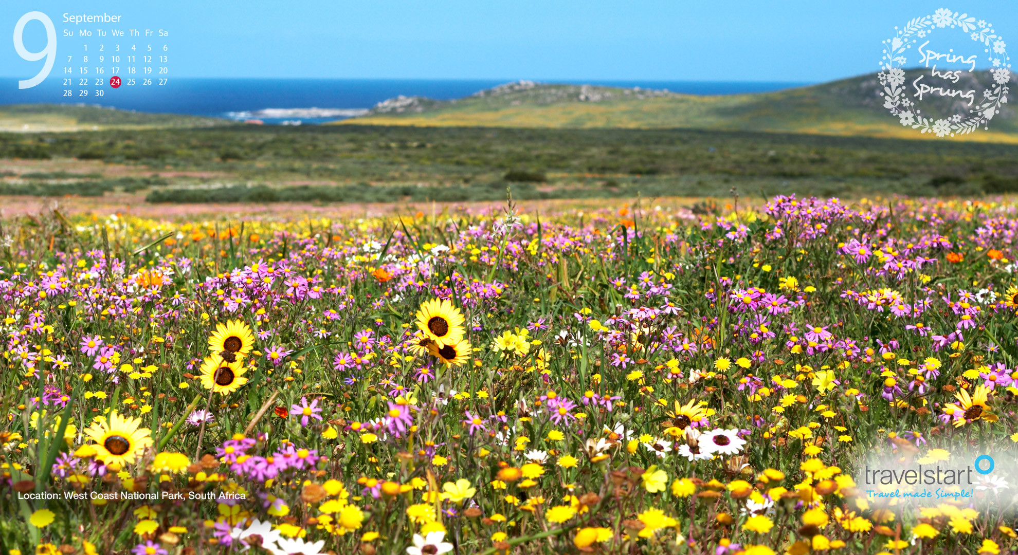 1980x1080 Download your free September 2014 wallpaper calendar featuring the West  Coast National Park spring flowers.