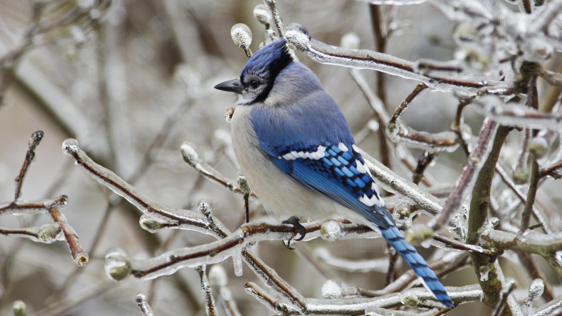 1920x1080 Blue Jay Bird wallpaper in HD and many other resolutions 