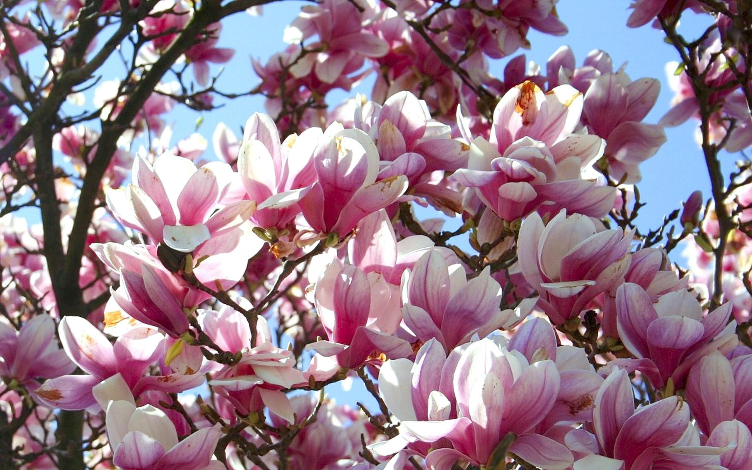 2560x1600 Magnolia Pink Flowers 5370