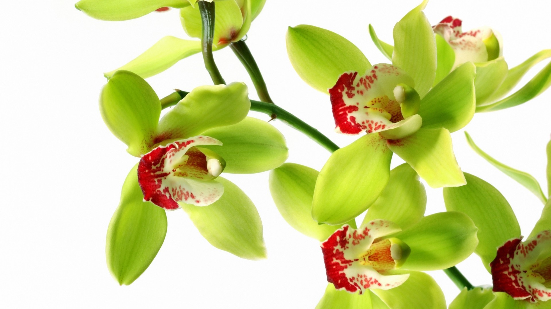 1920x1080 Exotic+Orchids | Flower white orchid wallpaper abstract image Abstract HD  Wallpaper .