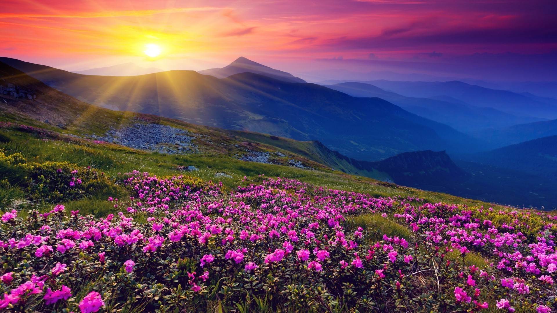 1920x1080 Awesome Wild Flowers About Wild Flowers Wallpaper