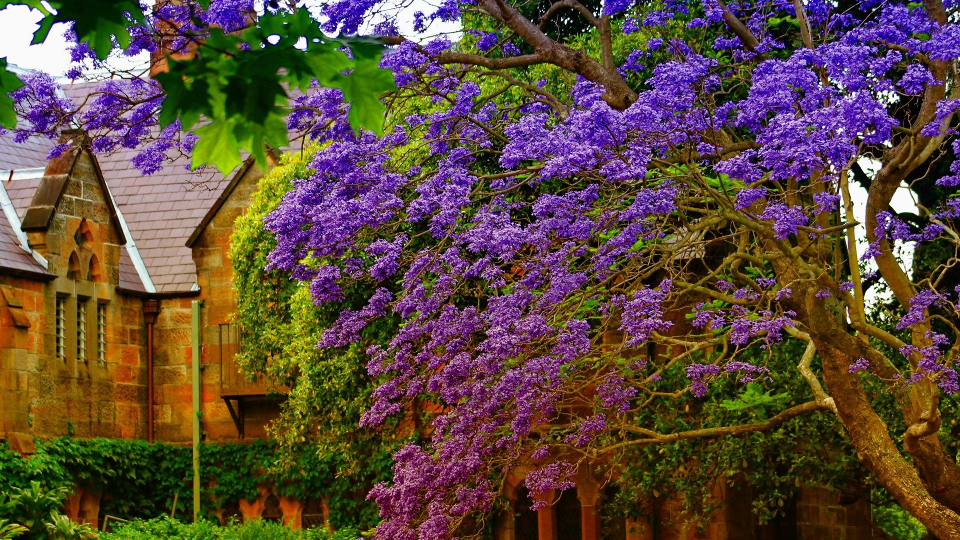 1920x1080 Houses - Flowering Tree Near Old House Colorful Grass Peaceful Blossoms  Quiet Flowers Countryside Nice Summer