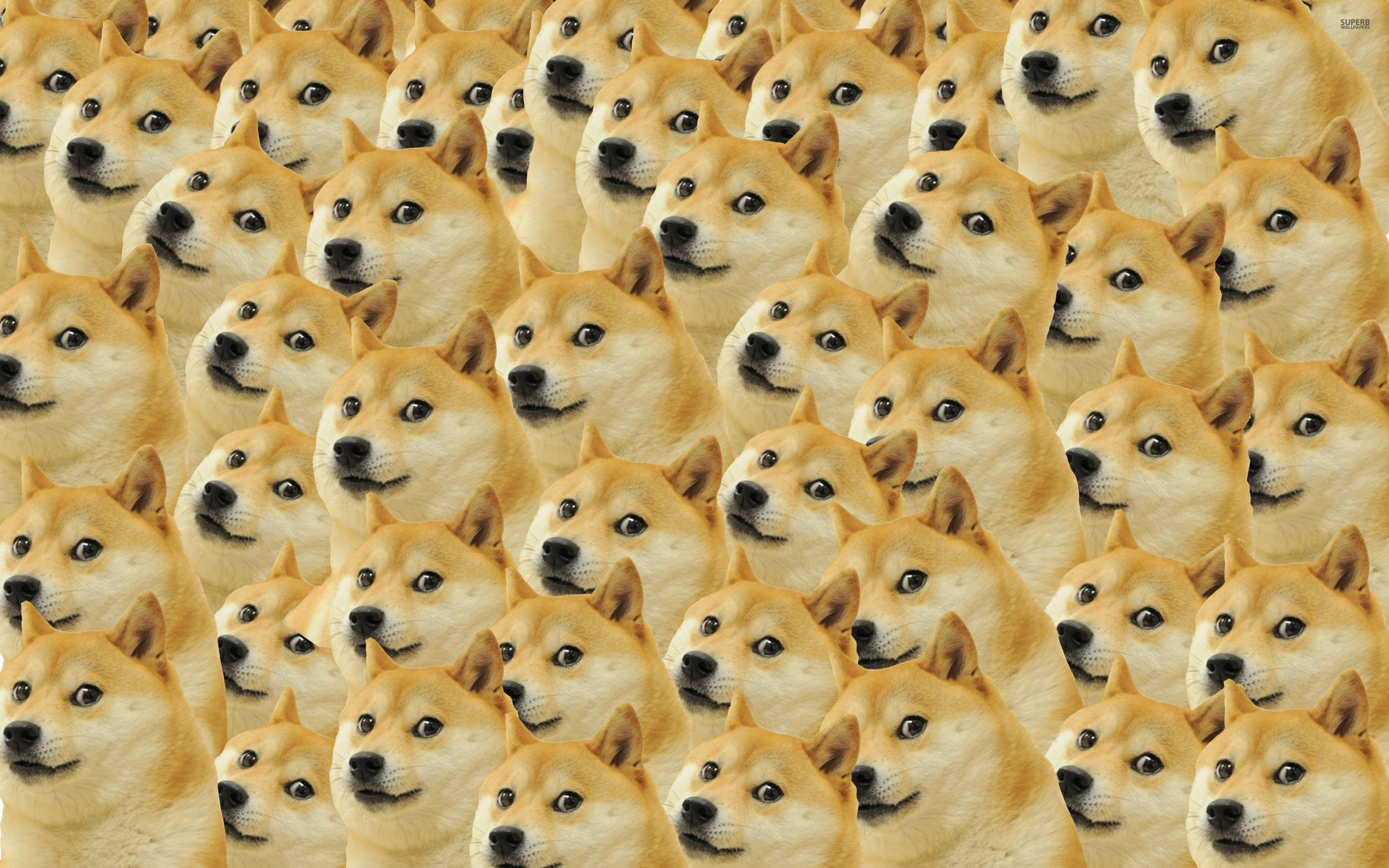 2880x1800 Doge Wallpapers
