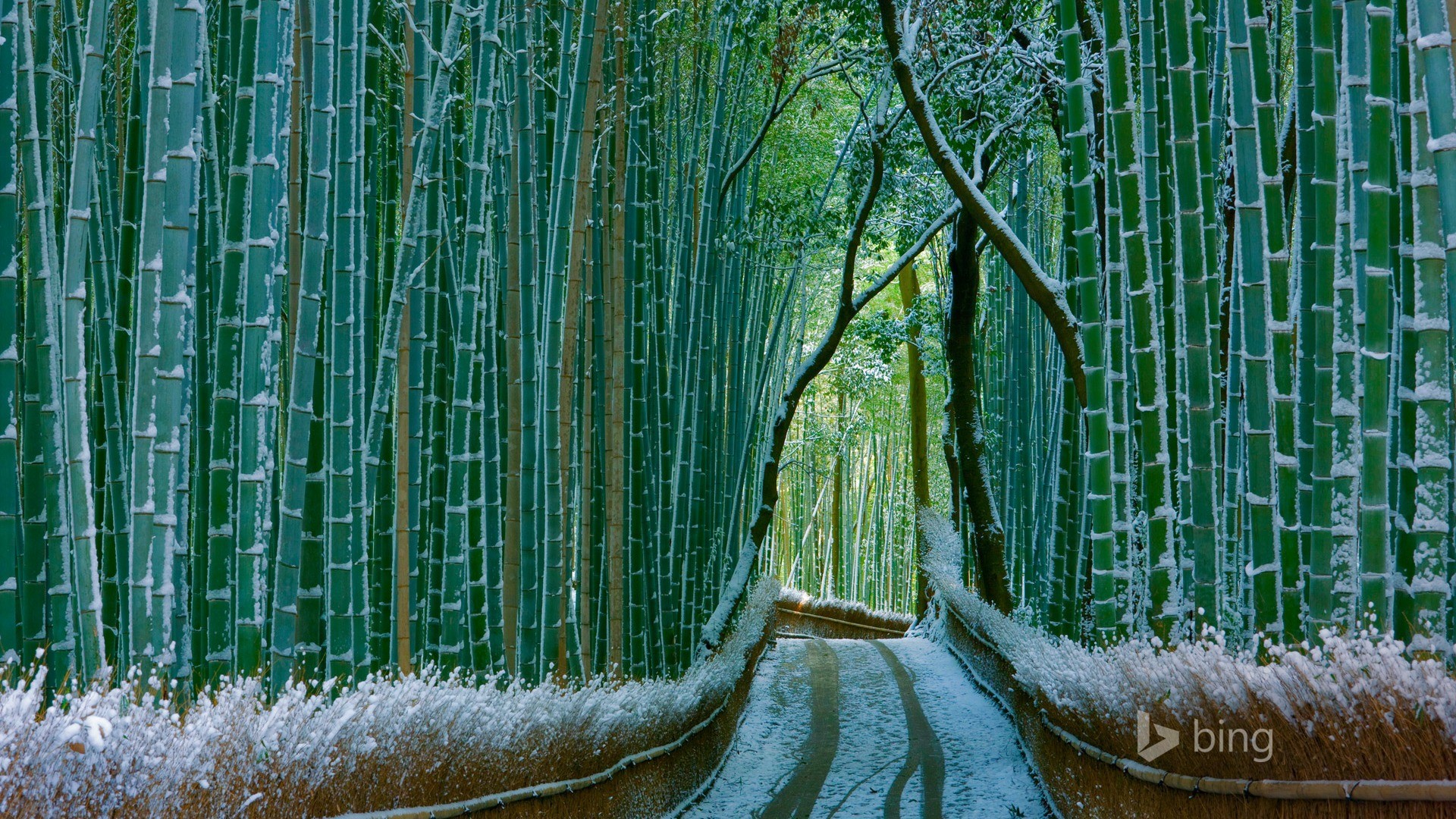 1920x1080 Japan Bamboo Forest Arashiyama-2016 Bing Desktop Wallpaper -   wallpaper download