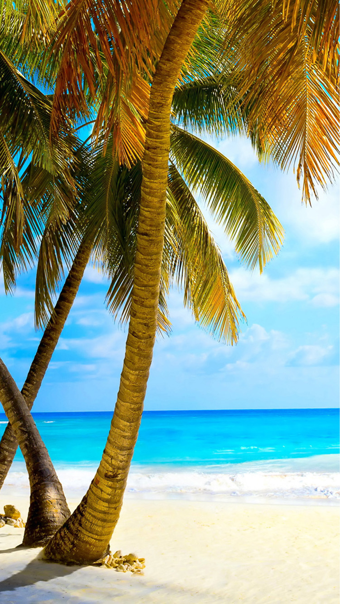1440x2560 Tropical beach with palm trees Galaxy S7 Wallpapers
