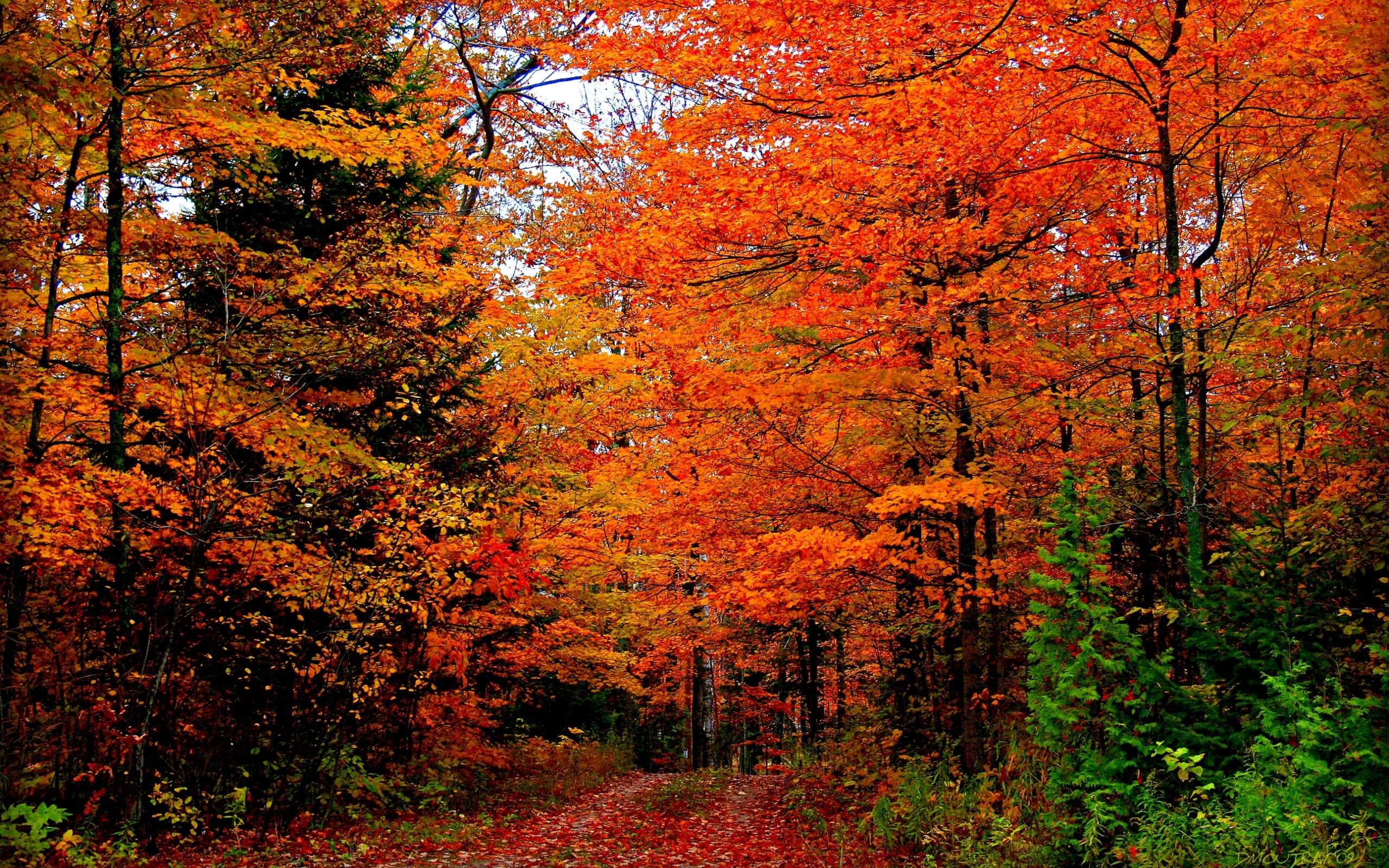2560x1600 Door County Fall Colors