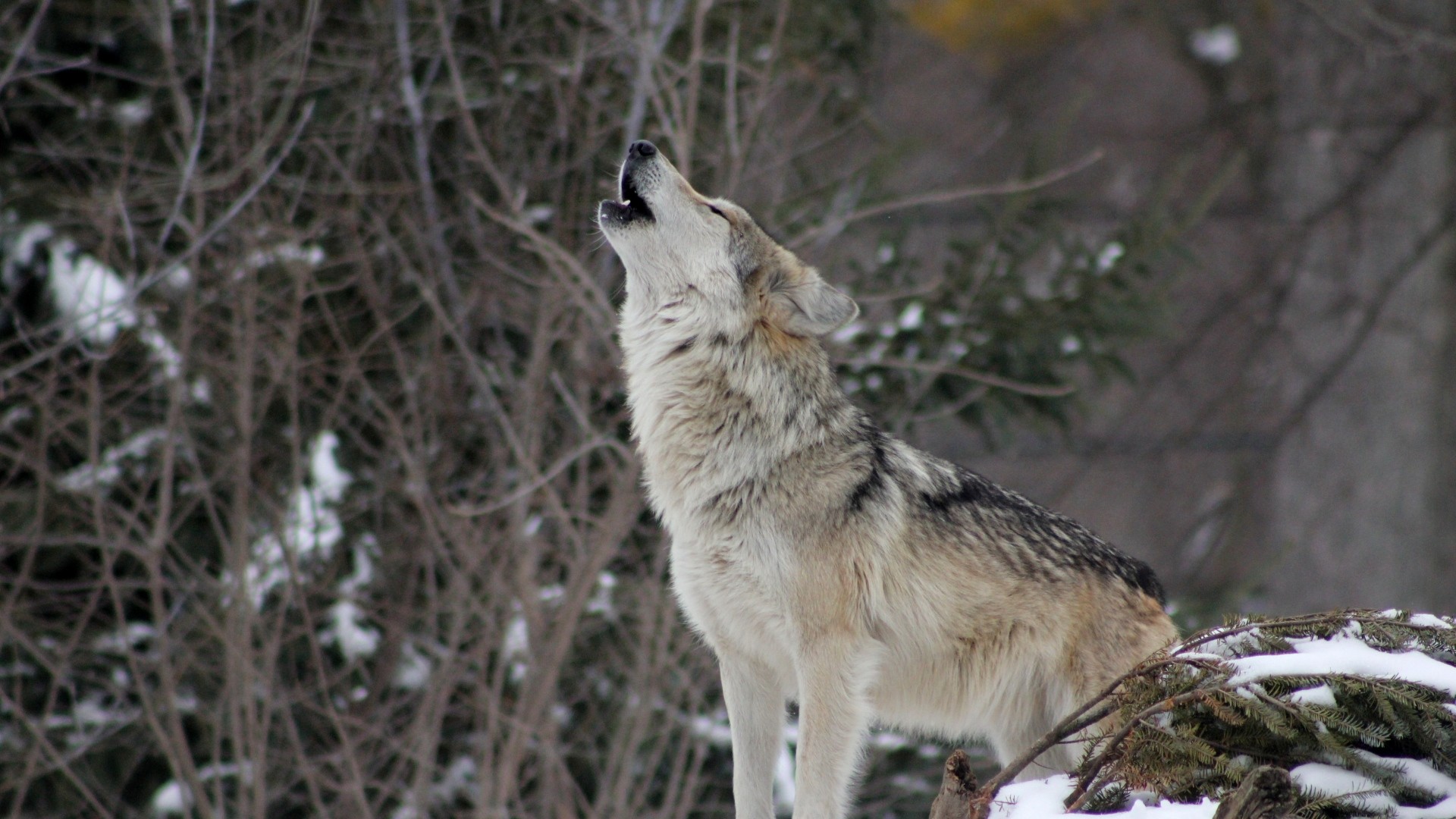1920x1080 Preview wallpaper wolf, howling, snow, forest 