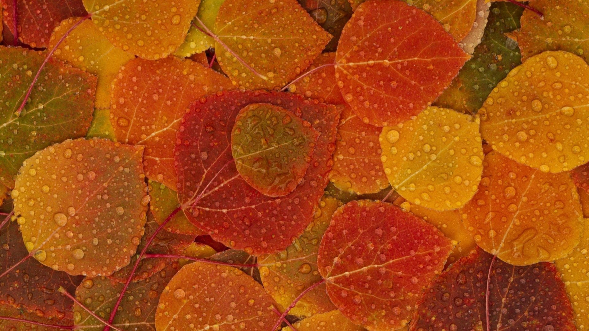 1920x1080 Fields - Nature Colors Kaleidoscope Autumn Fields Leaves Pretty Multicolor  Photography Dewdrops Dew Fall Elysian Wallpaper