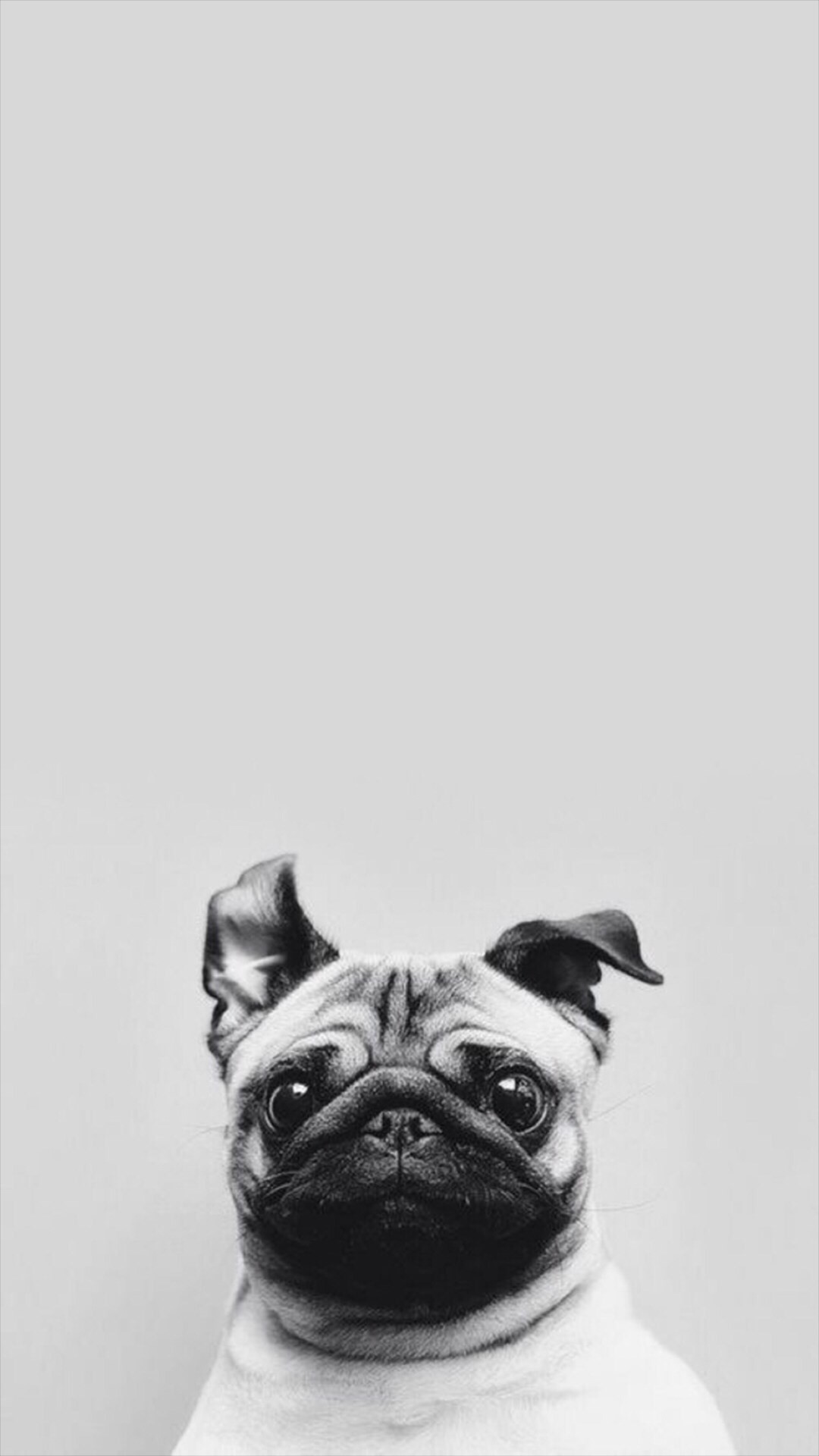 1080x1920 ... funny puppy dog simple macro iphone 8 wallpaper download iphone ...