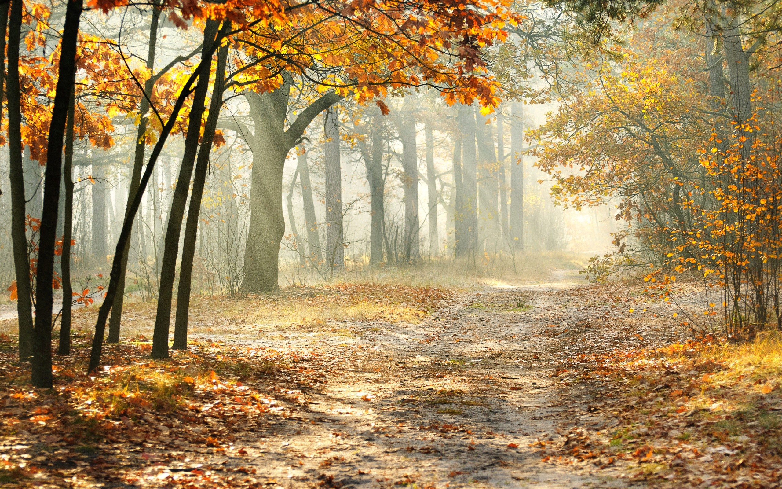 2560x1600 Landscape morning nature beautiful road autumn trees leaves wallpaper |   | 146953 | WallpaperUP