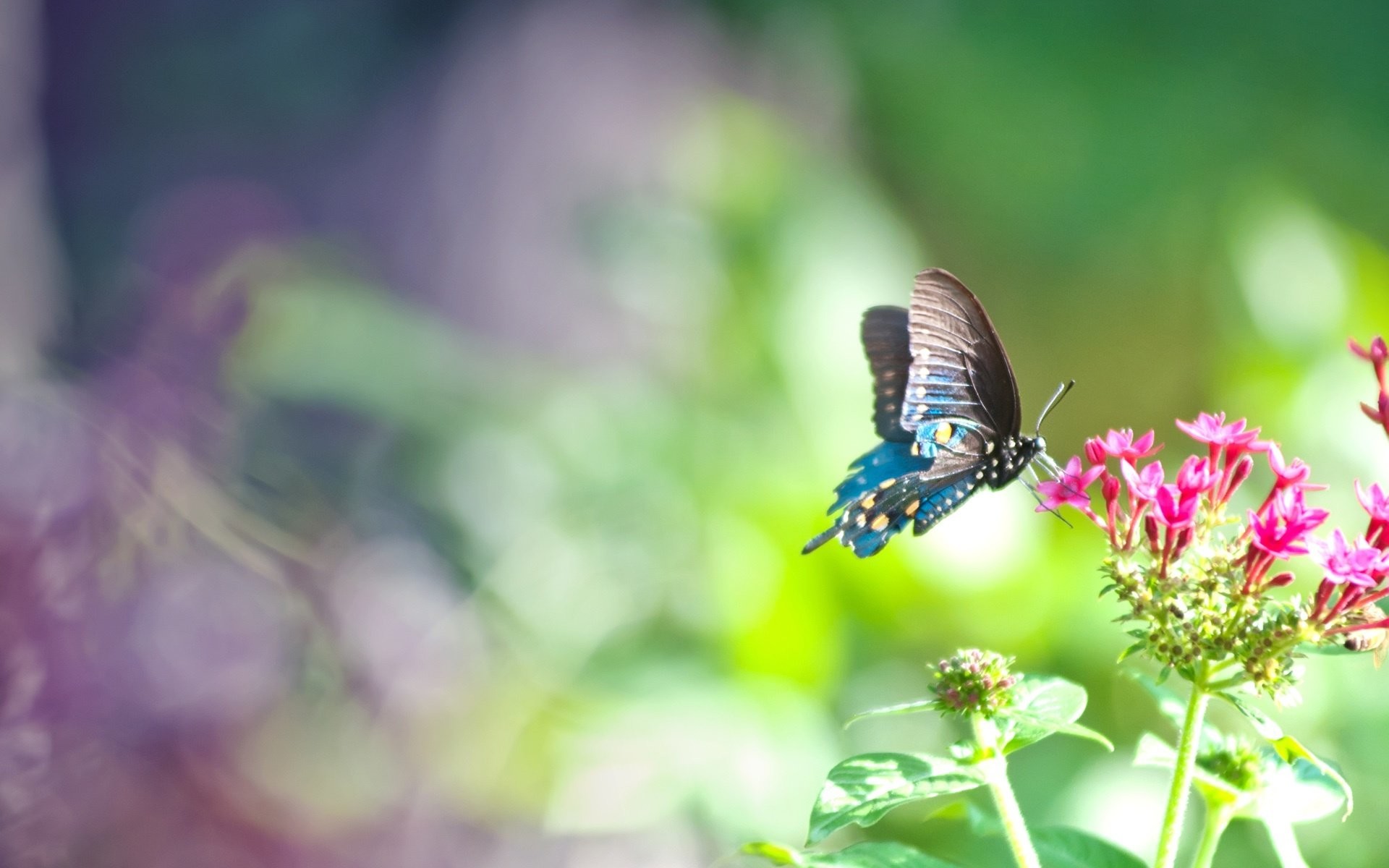 1920x1200 Cute Butterfly Backgrounds (36 Wallpapers)