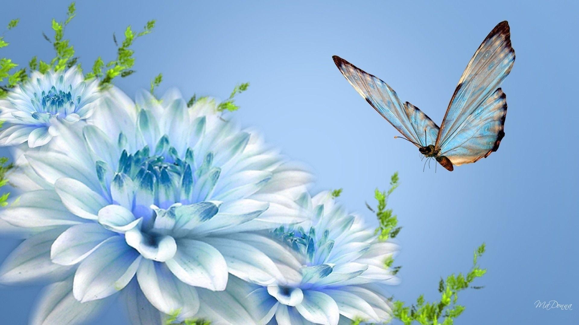 1920x1080  Animals For > Light Blue Butterfly Backgrounds