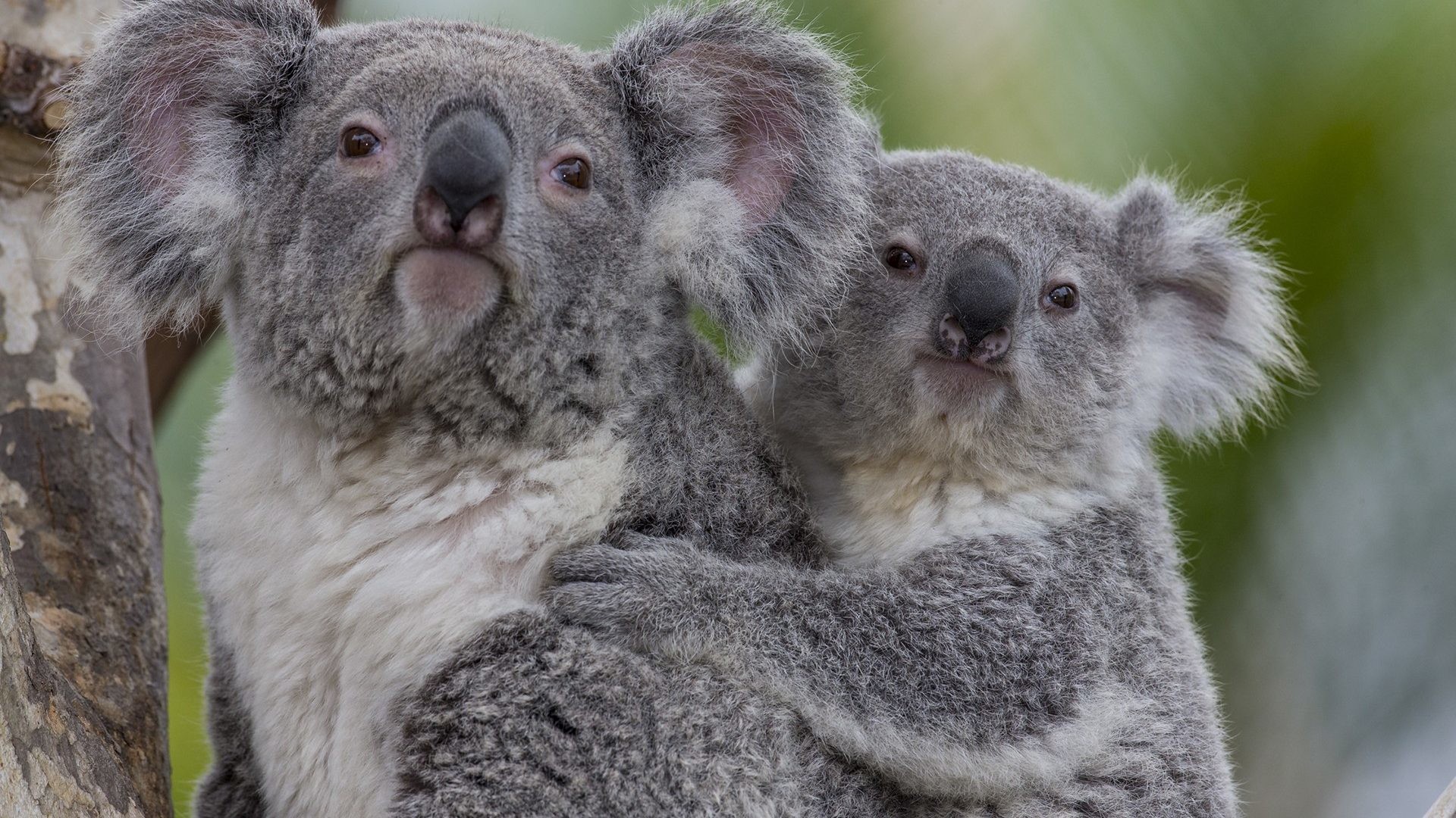 1920x1080 Baby Animals - Baby Koala Wallpaper Animals Cute for HD 16:9 High  Definition 1080p