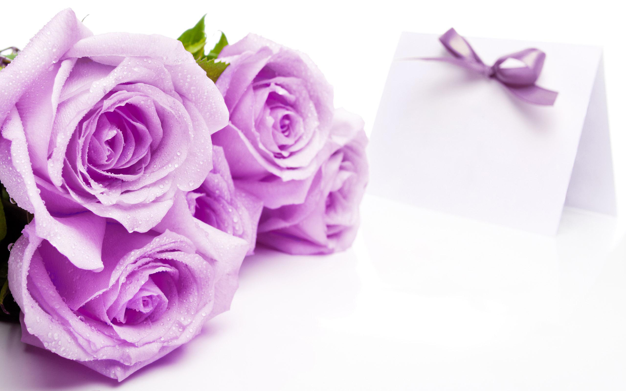 2560x1600 Beautiful Soft Purple Roses on White Background Wallpaper