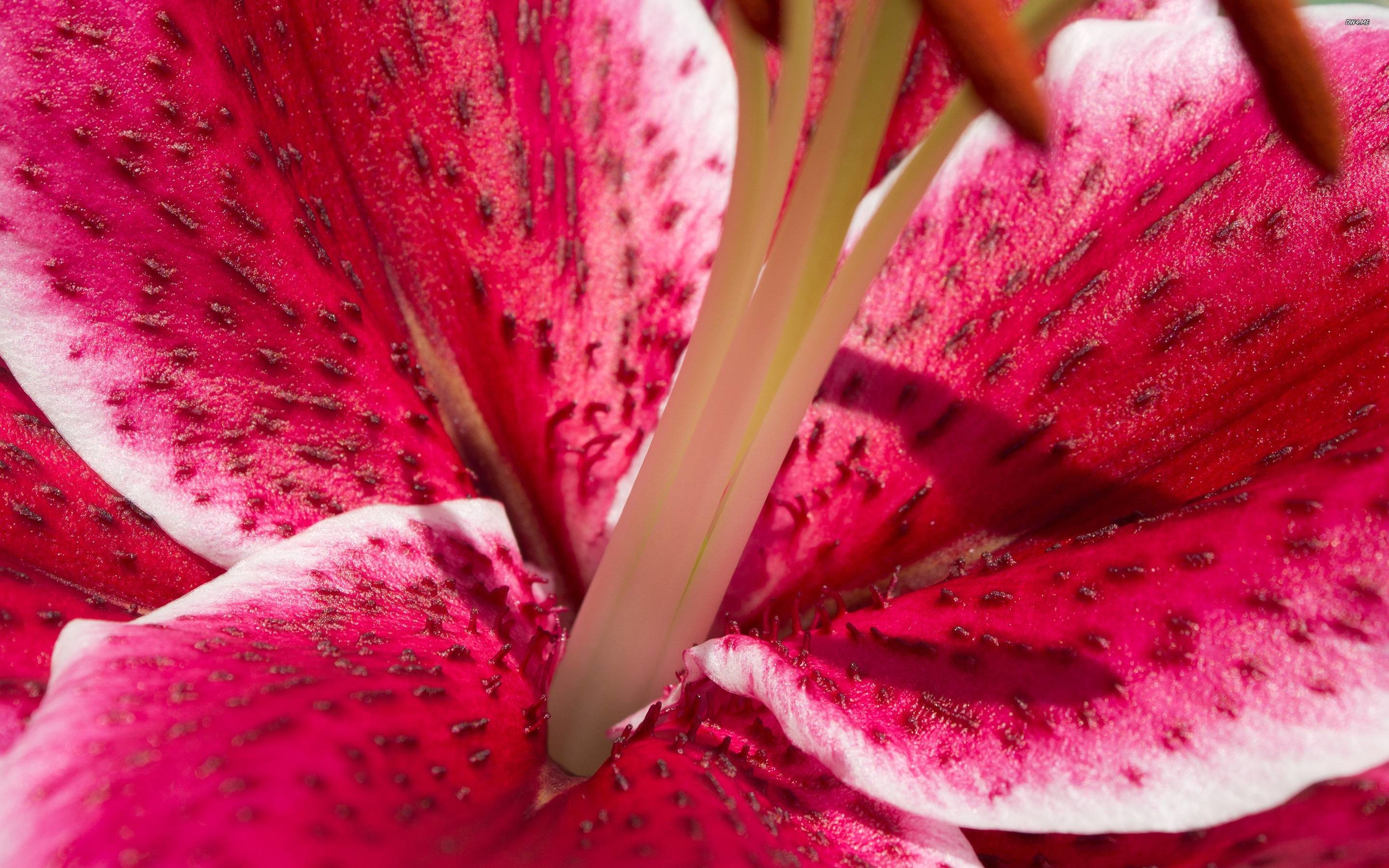 2880x1800 Stargazer Lily Flower Stock Photo