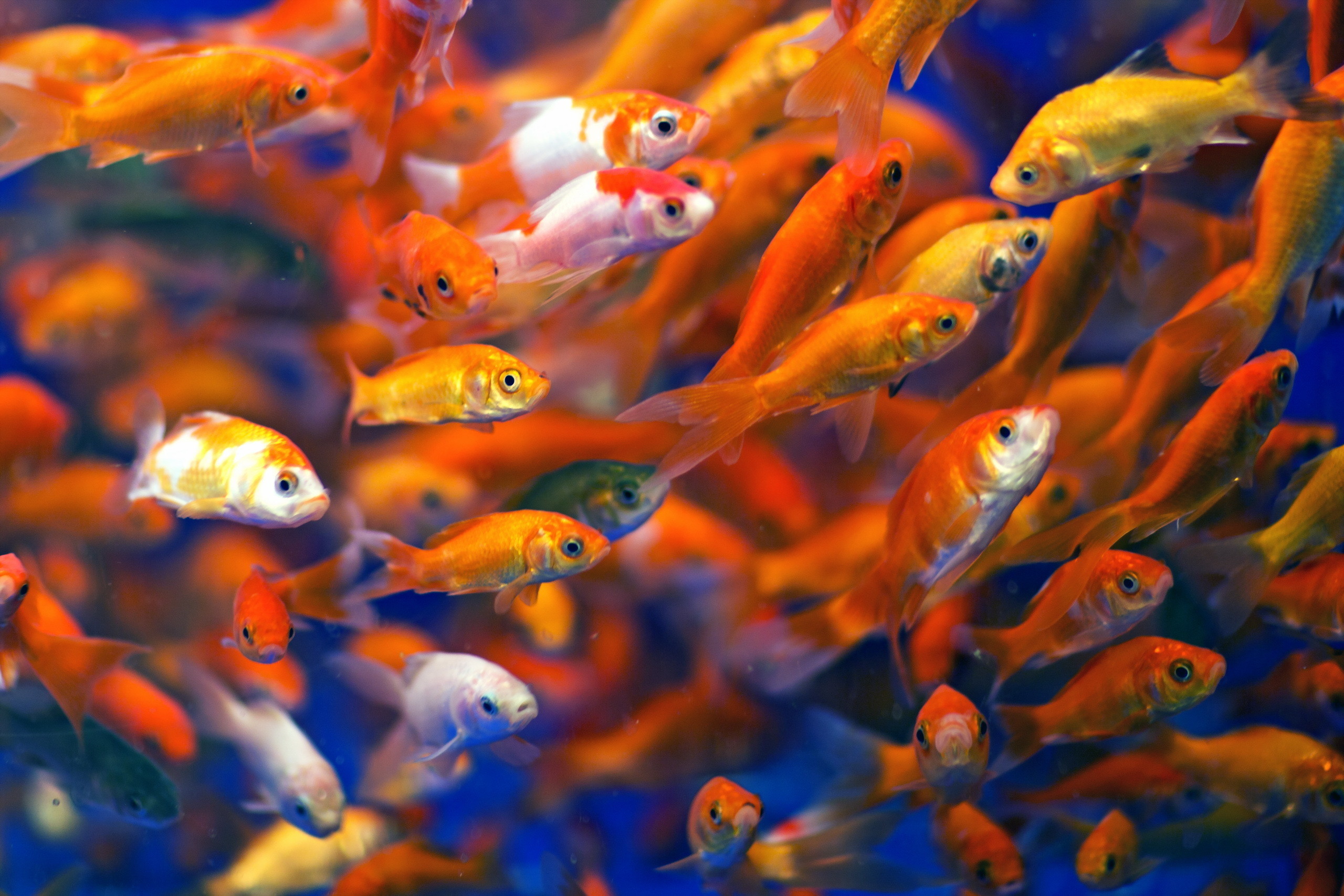 2560x1707 Animal - Goldfish Fish Gold Fish Wallpaper