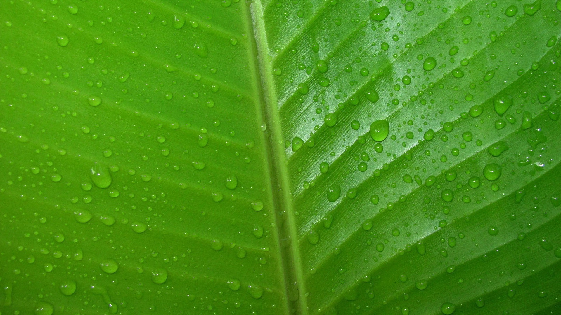 1920x1080 Dew drops on green leaf HD Wallpaper 