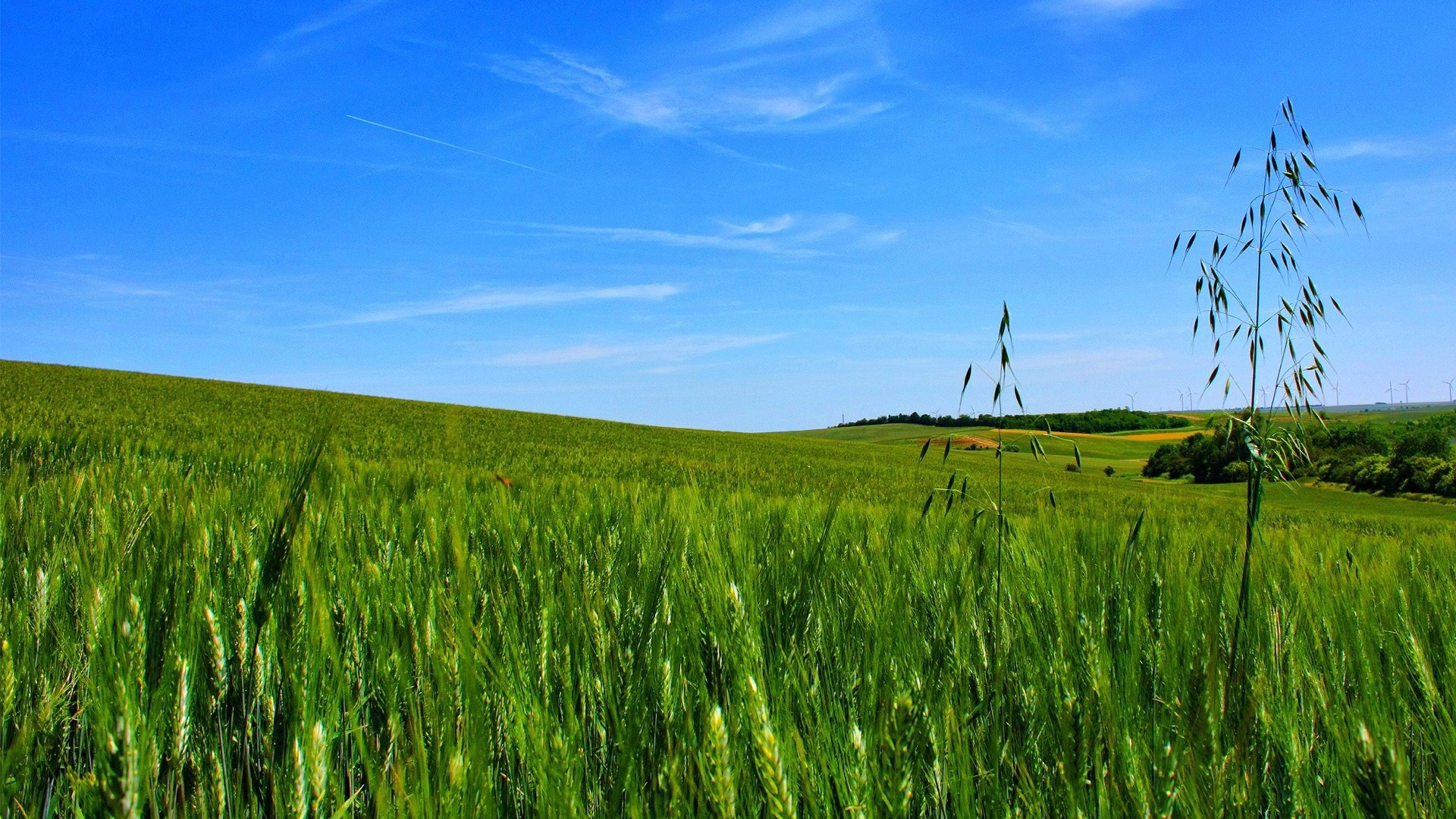 1920x1080  Wallpaper field, cereals, green, hills, sky