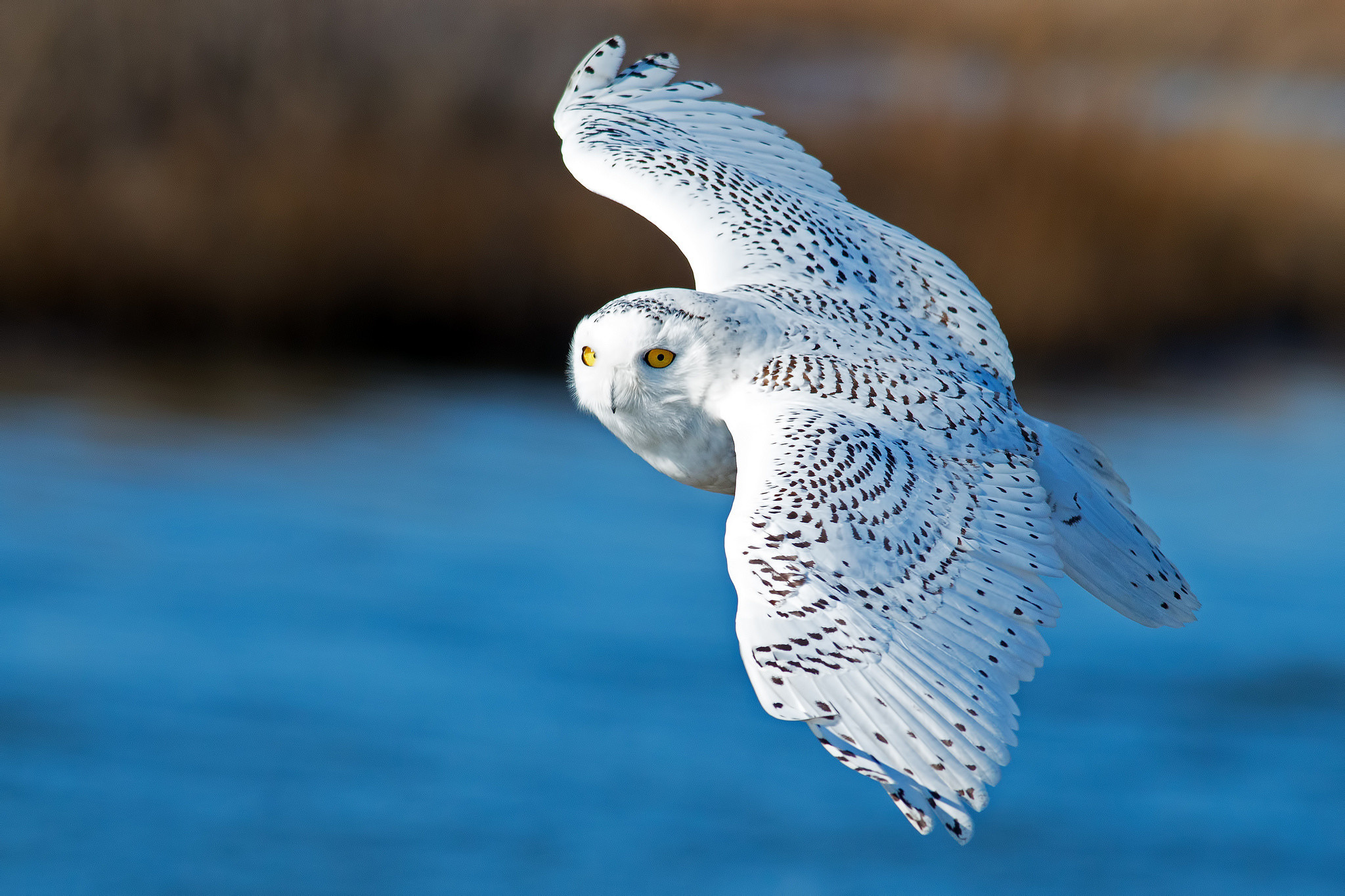 2048x1365 wings, White owl, flying, bird, snowy owl