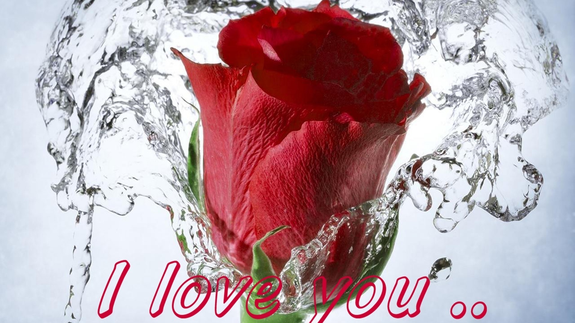 1920x1080 Red Rose Wallpaper I Love U Hd Wallpaper Red Rose Love Message I Love You  077