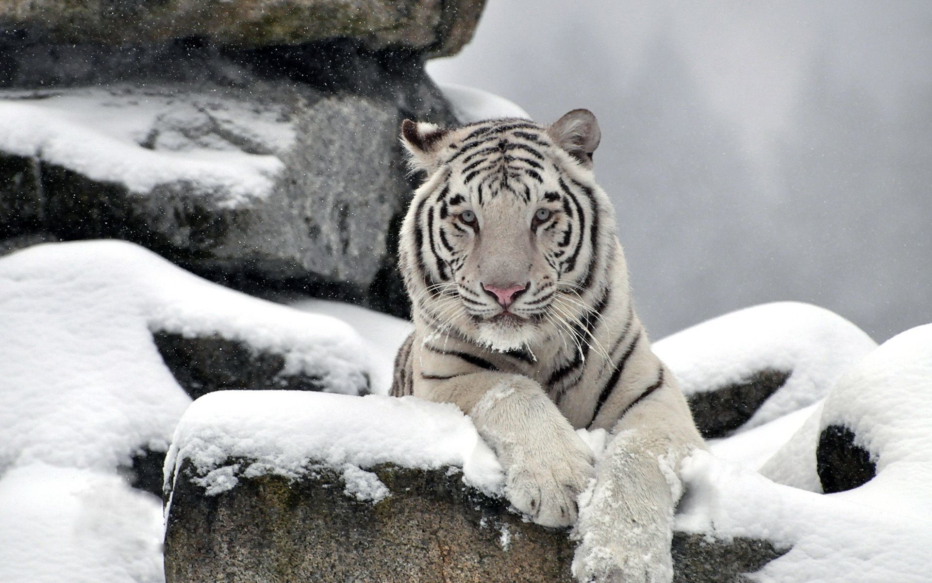 1920x1200 ... White tiger