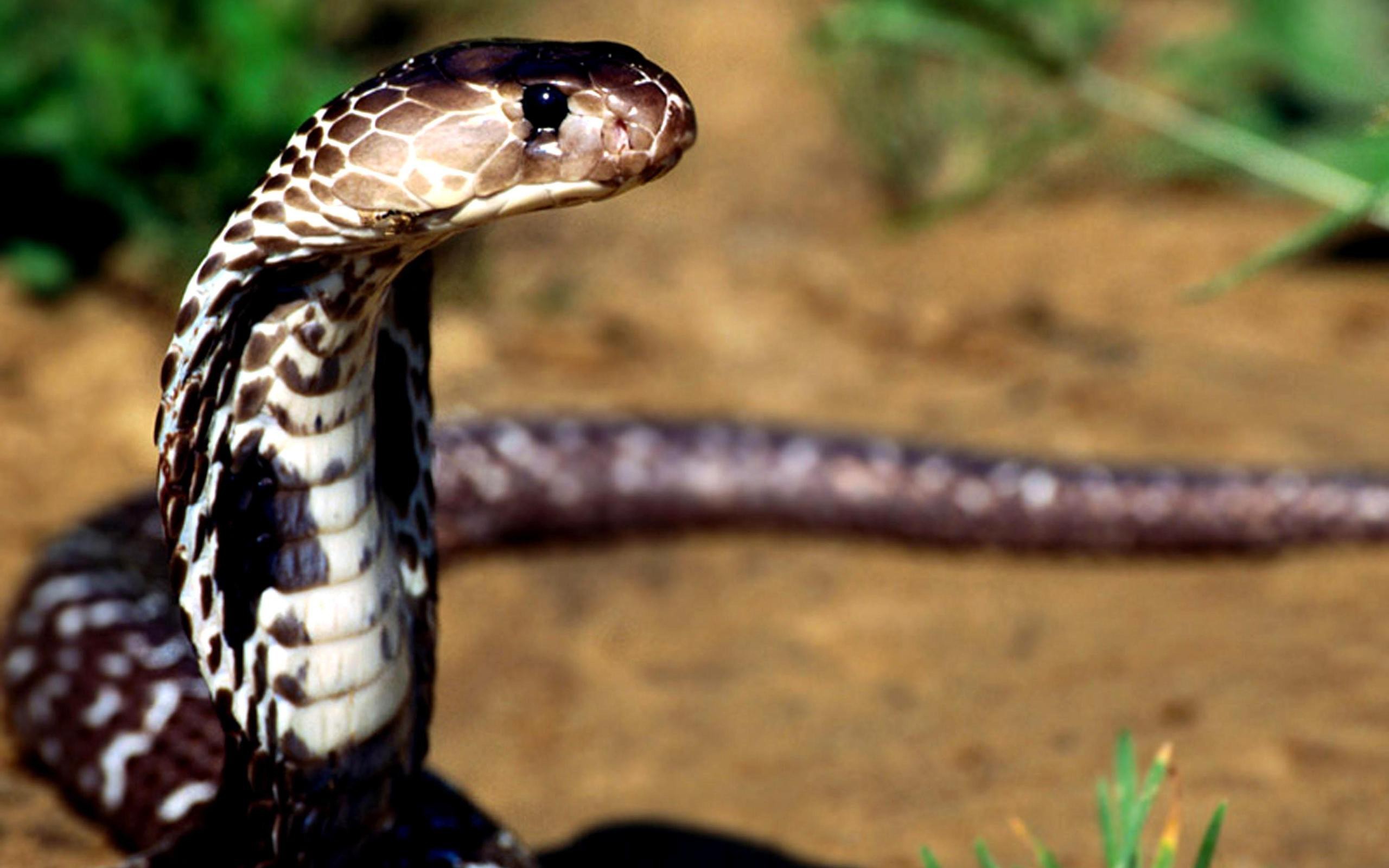 2560x1600 ... Wonderful king cobra snake desktop hd wallpaper | animals .