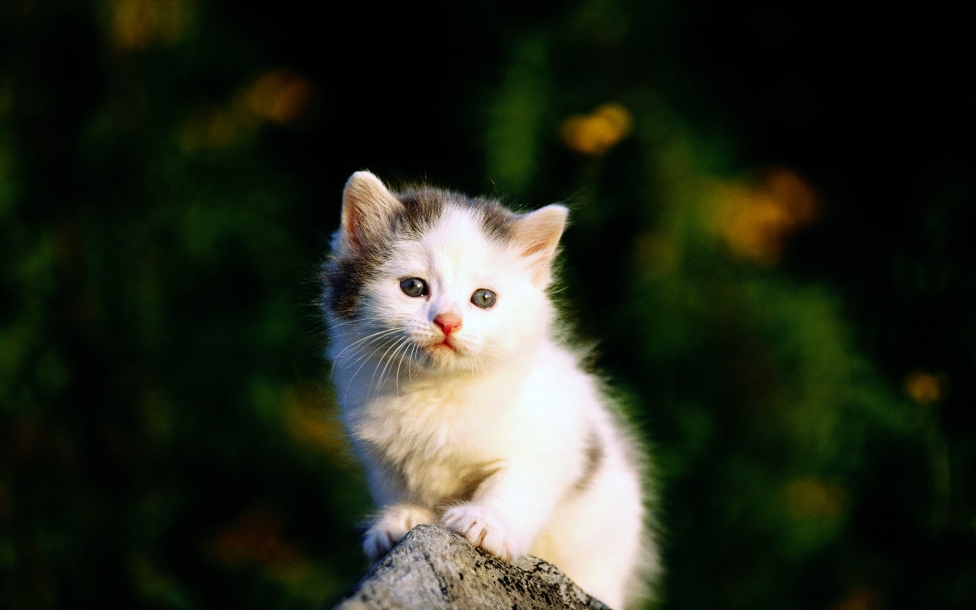 1920x1200 Terms Cute Baby Cats Cute Baby Cats Wallpaper Baby Cat Wallpaper 