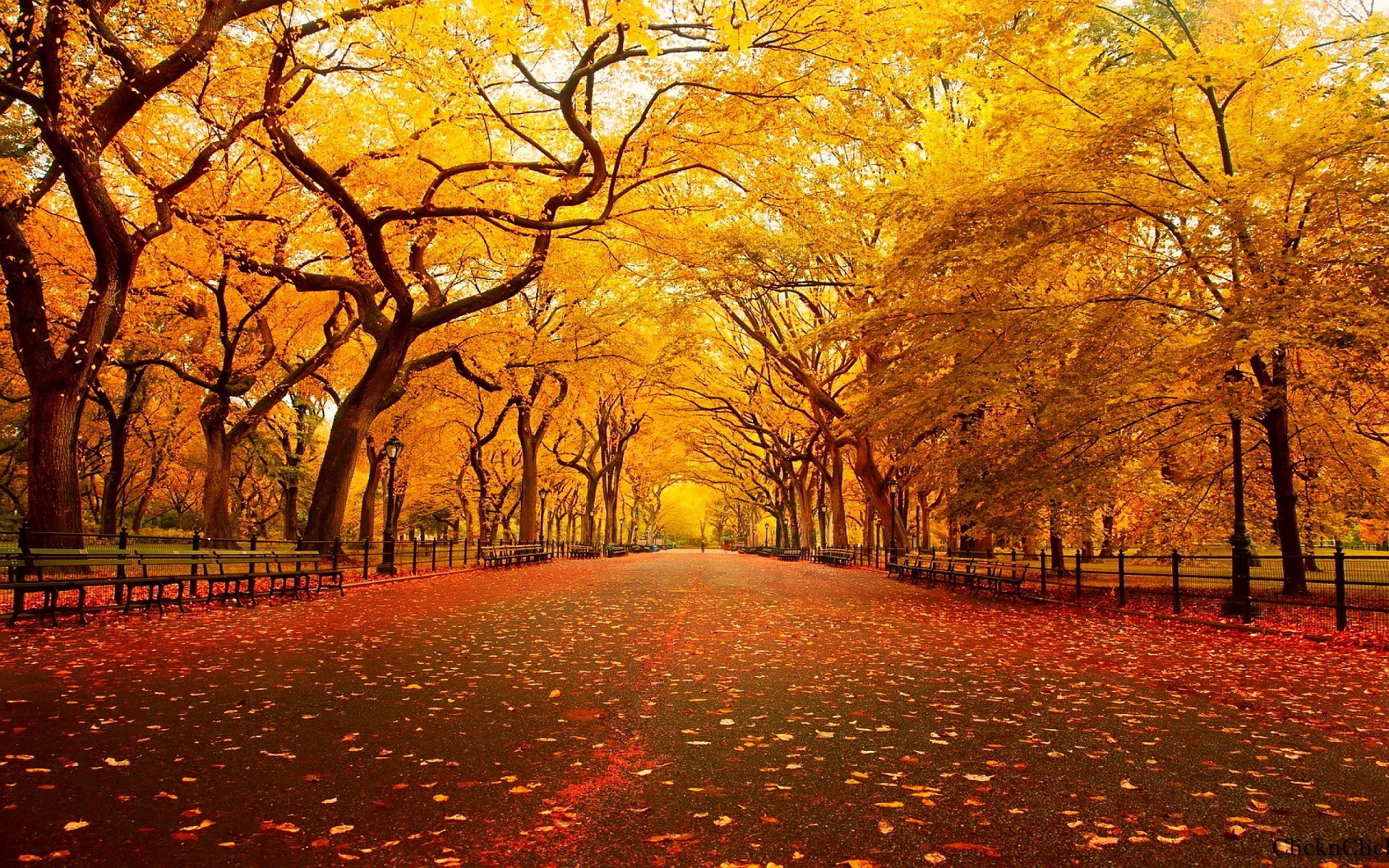 1920x1200 download beautitul hd autumn trees and road wallpaper