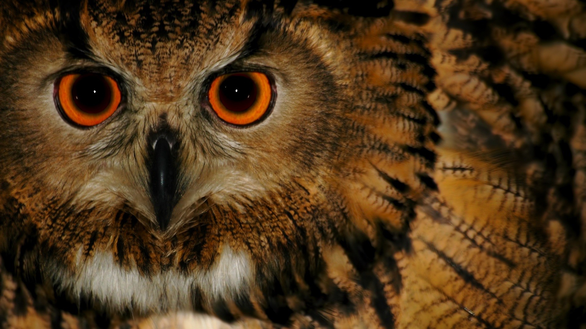 1920x1080 ... hq background wallpapers baby owl - photo #26 ...