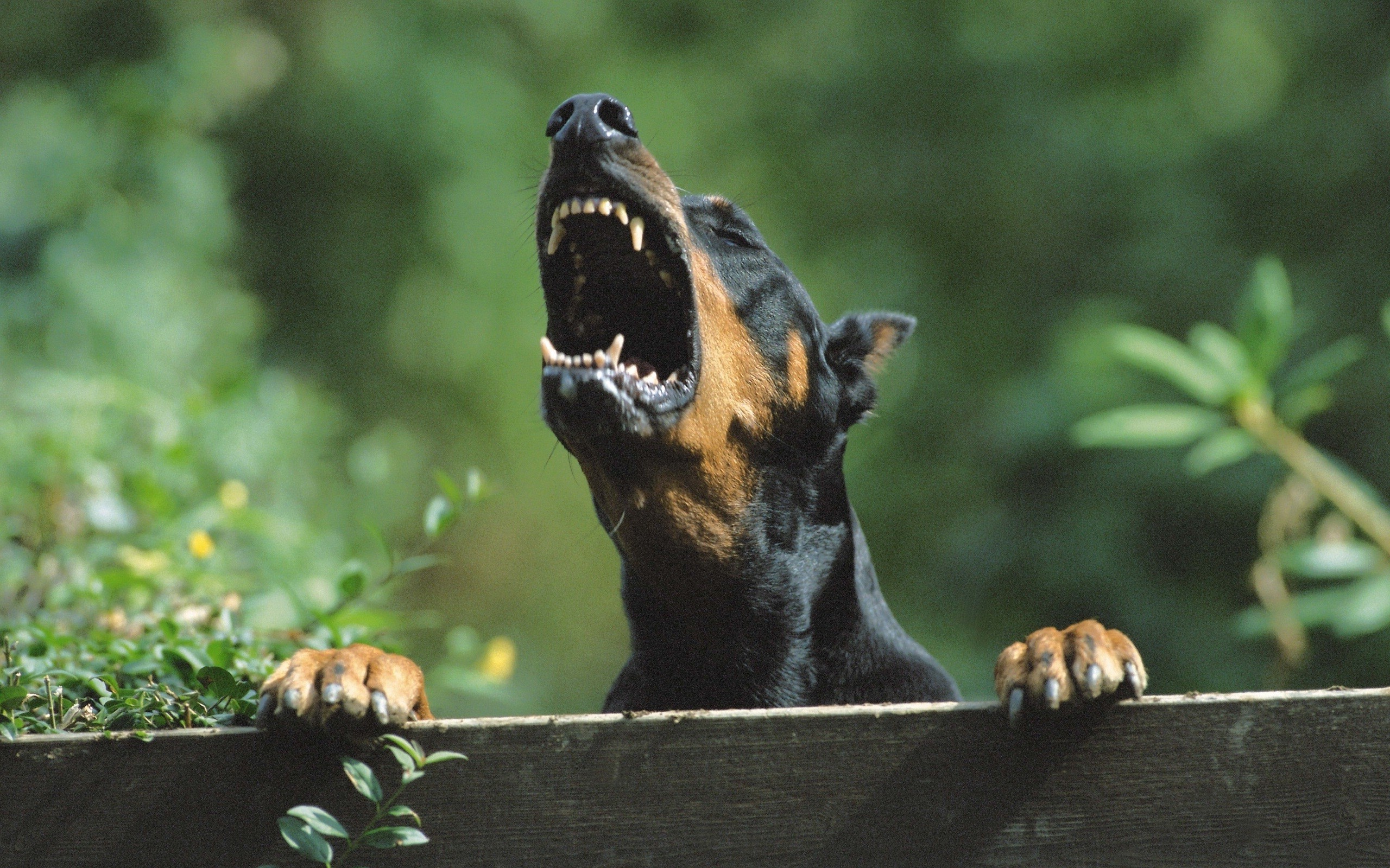 2560x1600 angry doberman pinscher dog Wallpapers HD / Desktop and Mobile Backgrounds