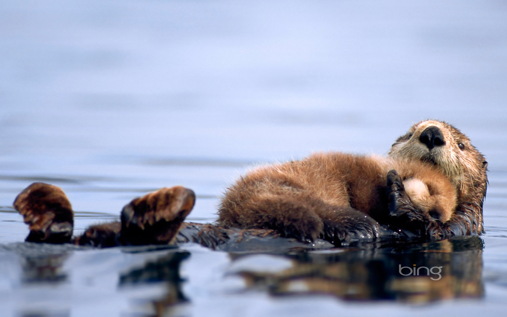 1920x1200 A Sea Otter Lying On Water And Embracing Her Sleeping Baby Bing Animal  Photography HD Wallpaper