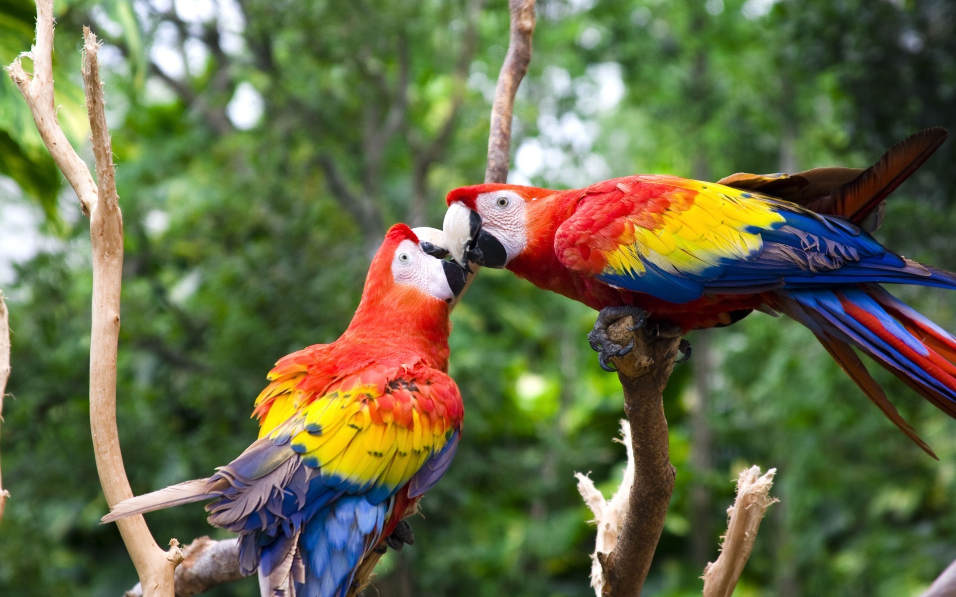 1920x1200 ã2017ã Cute Love Bird Colorful Parrot HD Wallpapers