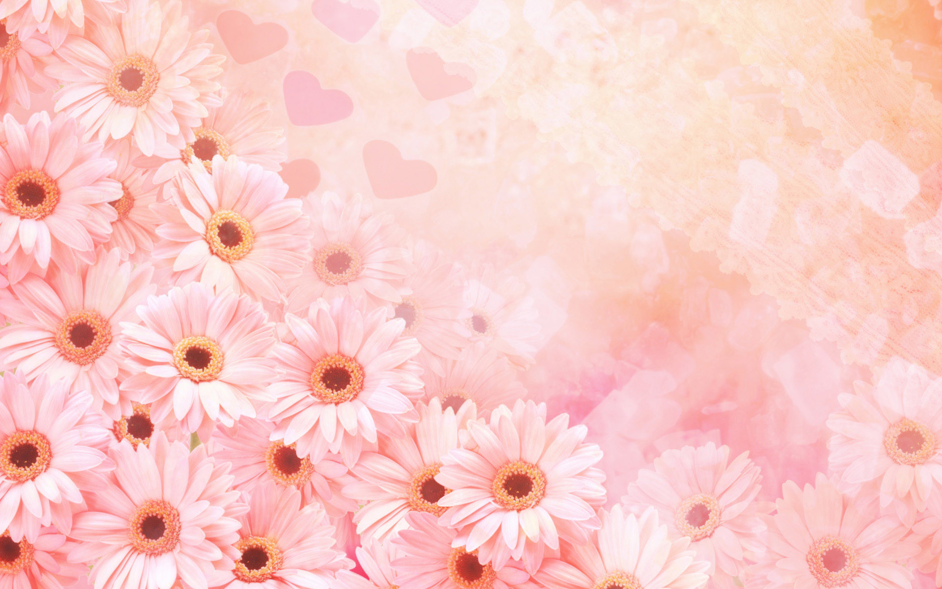 1920x1200 Pink flowers background hd clipart