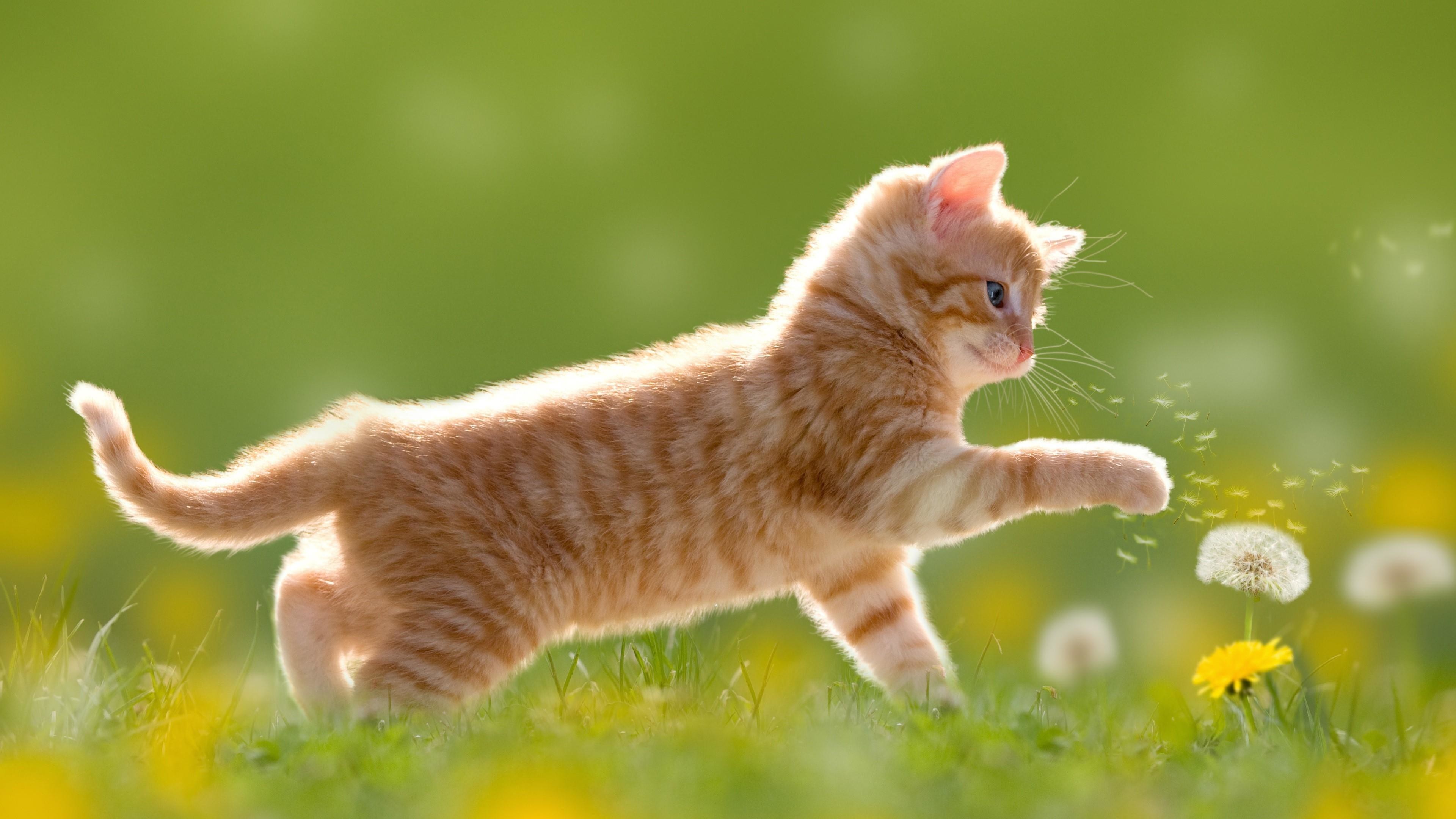 3840x2160  Cute Kitten Playing With A Dandelion Flower Wallpaper | Wallpaper  Studio 10 | Tens of thousands HD and UltraHD wallpapers for Android, ...