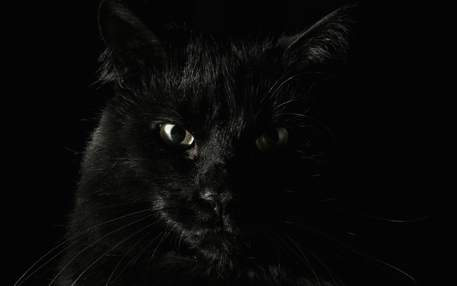 1920x1200 Big black cat