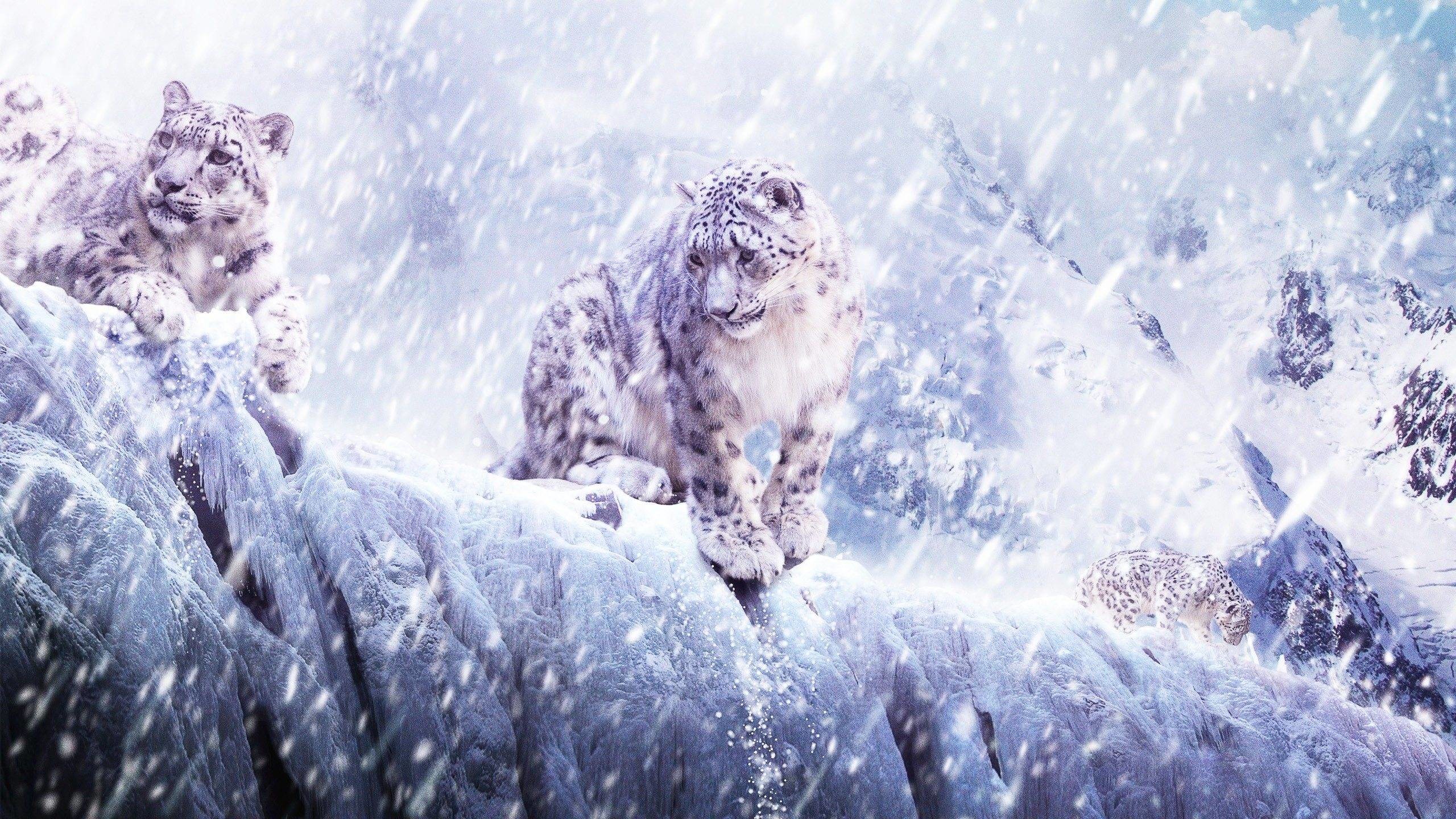 2560x1440 Wallpapers For > Apple Snow Leopard Wallpaper